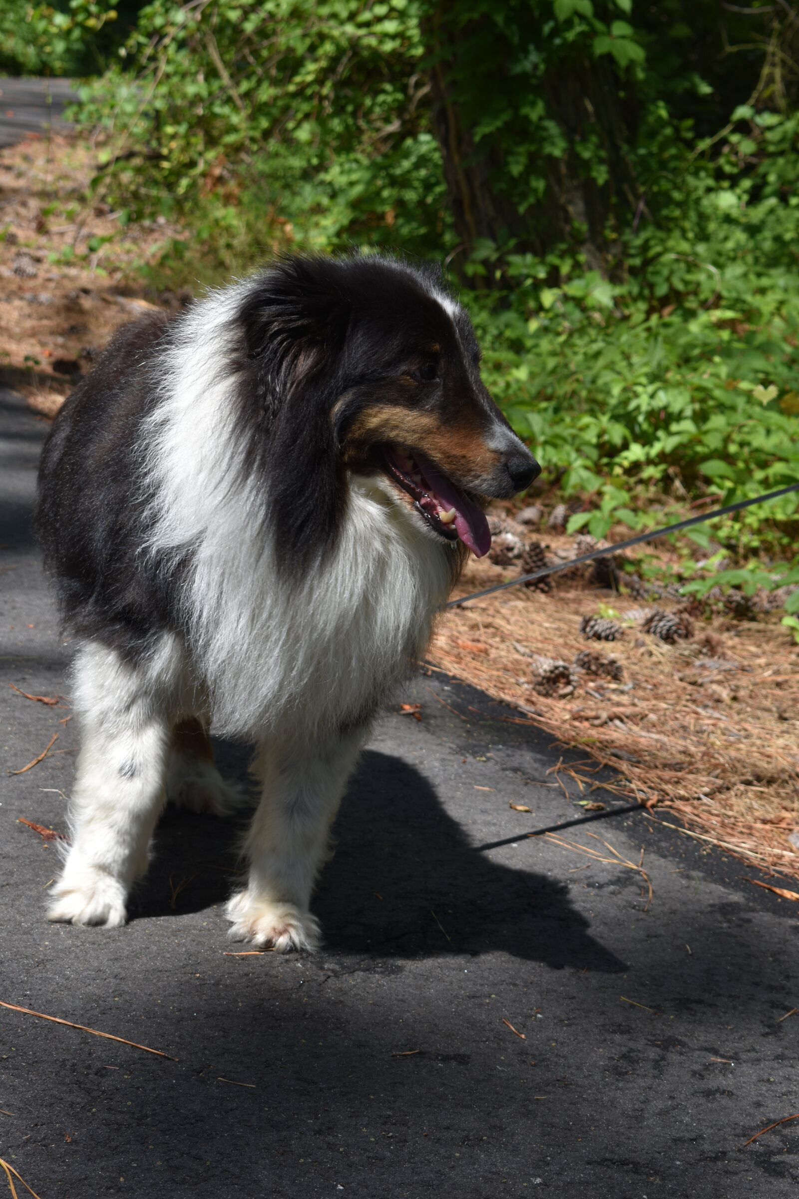 Nikon D3400 sample photo. Shetland sheepdog, dog, sheepdog photography