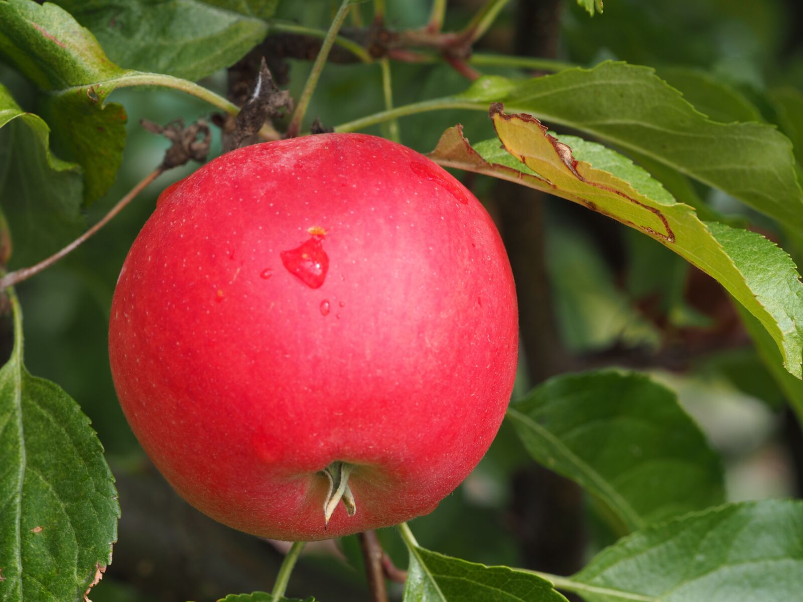 Olympus M.Zuiko Digital ED 60mm F2.8 Macro sample photo. Apple, bio, harvest photography