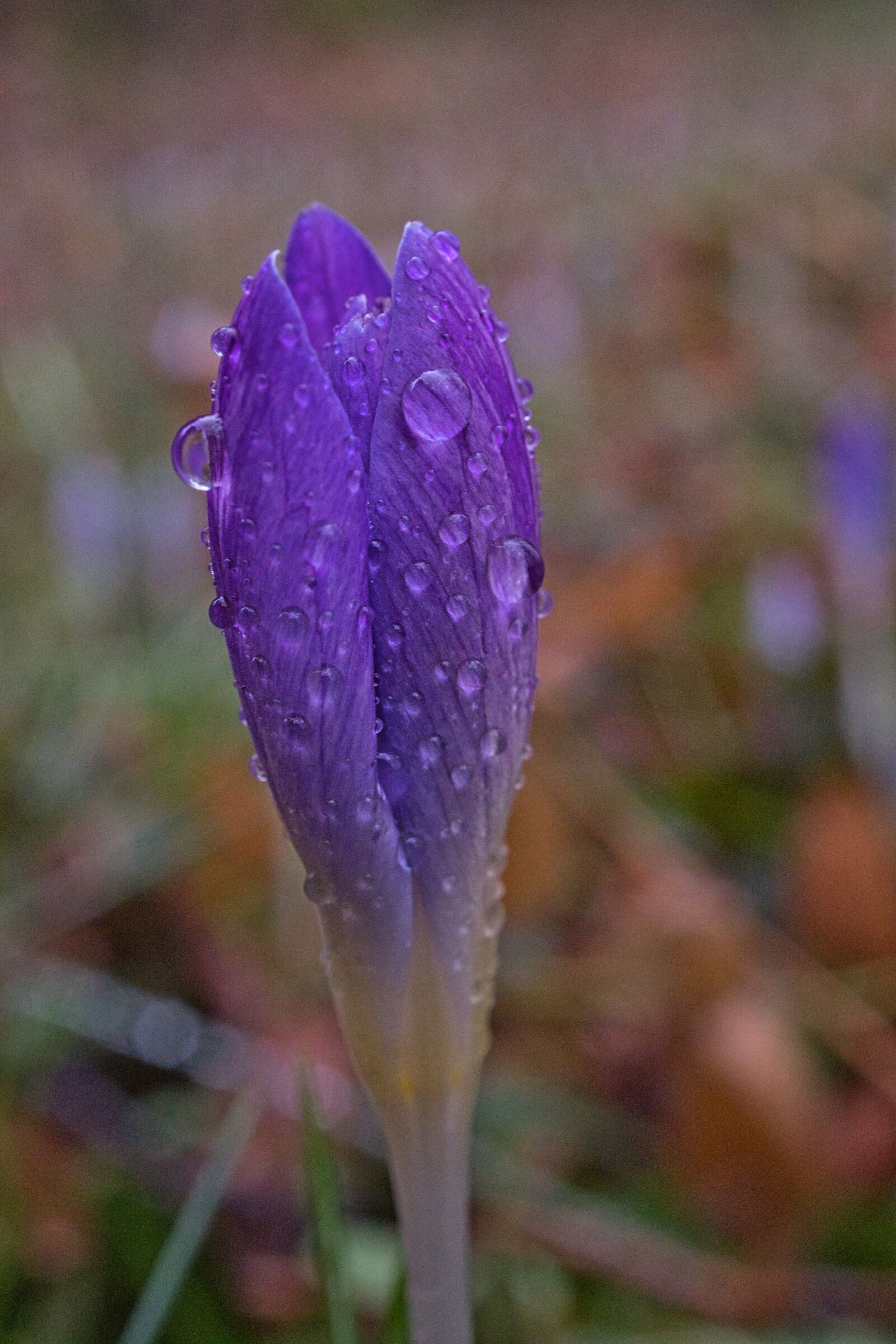 Sony E 30mm F3.5 Macro sample photo. Crocus, early bloomer, white photography
