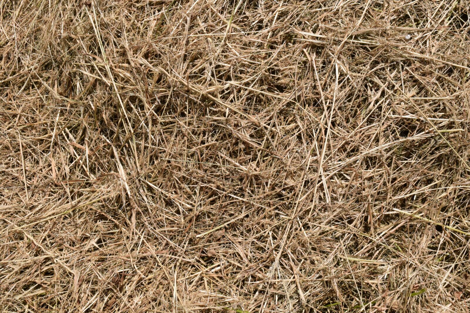 Nikon D3300 sample photo. Background, hay, texture photography