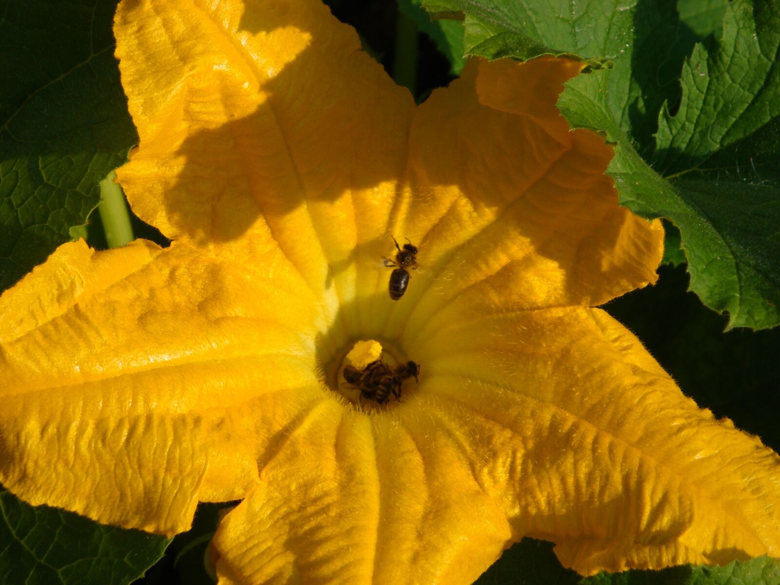 Sony Cyber-shot DSC-W150 sample photo. Flower, zucchini, bees photography