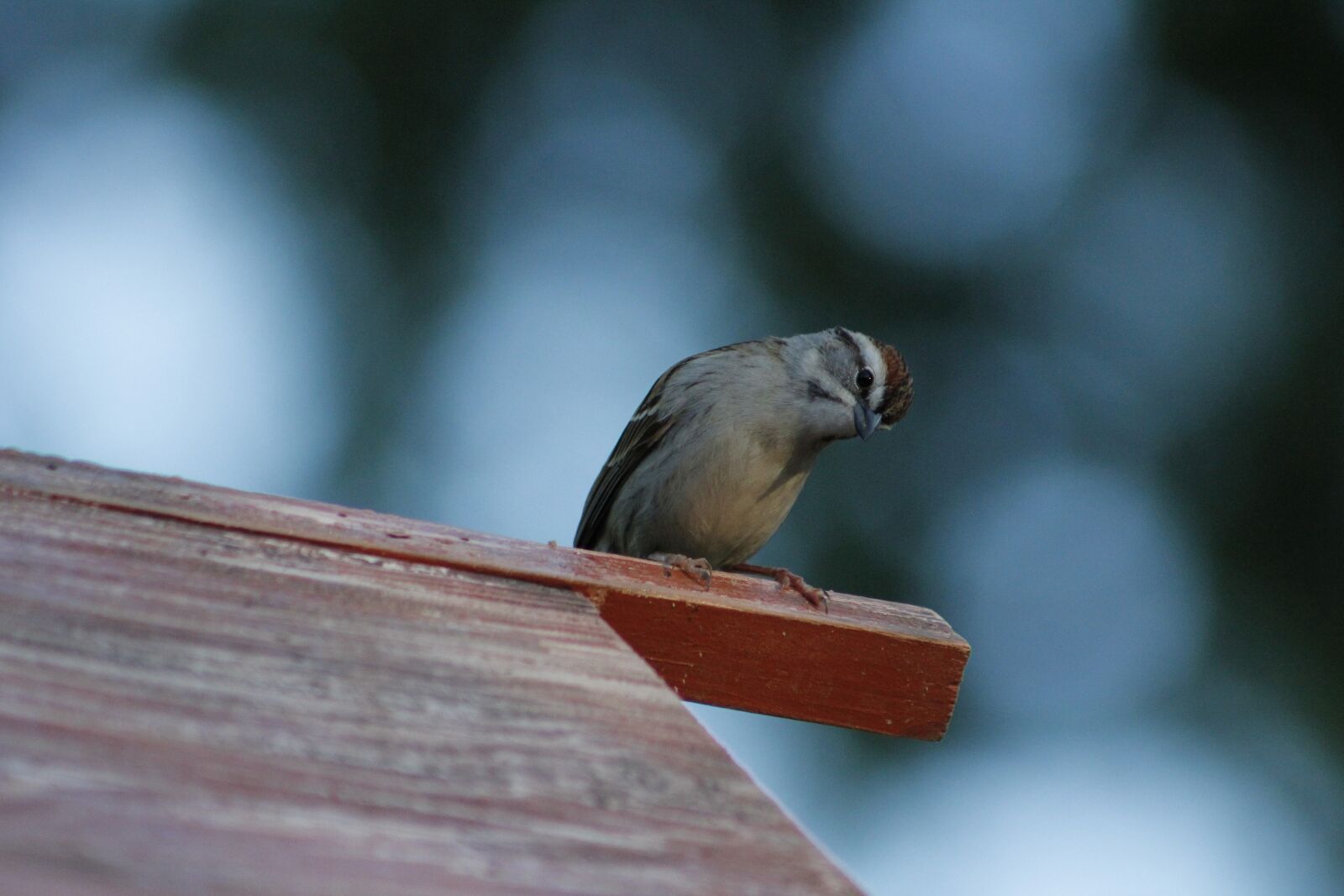 Canon EOS 550D (EOS Rebel T2i / EOS Kiss X4) sample photo. Bird, wildlife, nature photography