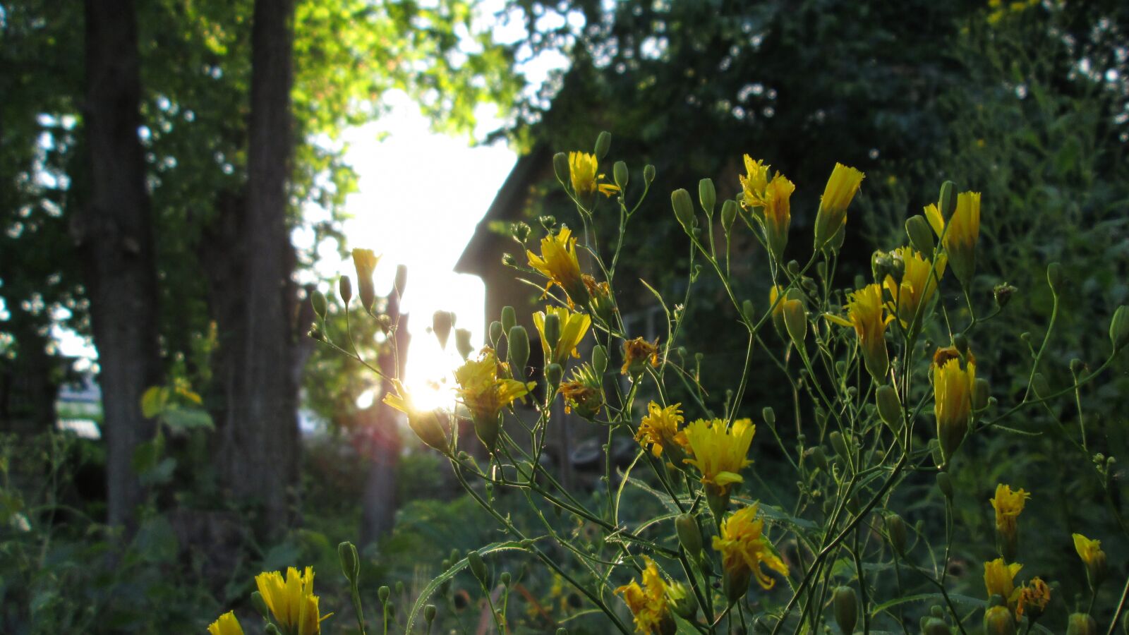 Canon PowerShot A810 sample photo. Nature, flowers, magic photography