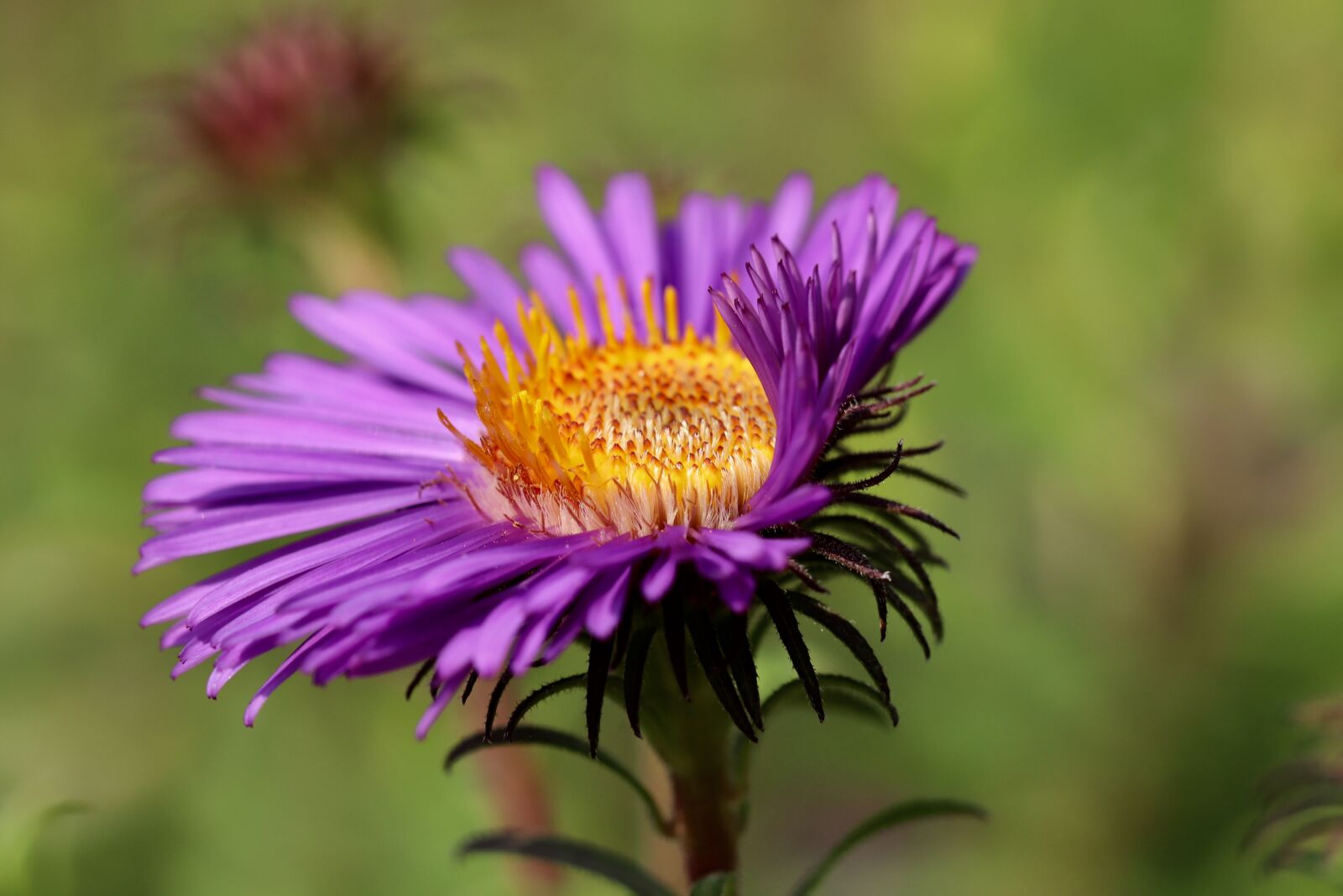 Canon EOS 800D (EOS Rebel T7i / EOS Kiss X9i) sample photo. Aster, aster flower, blossom photography