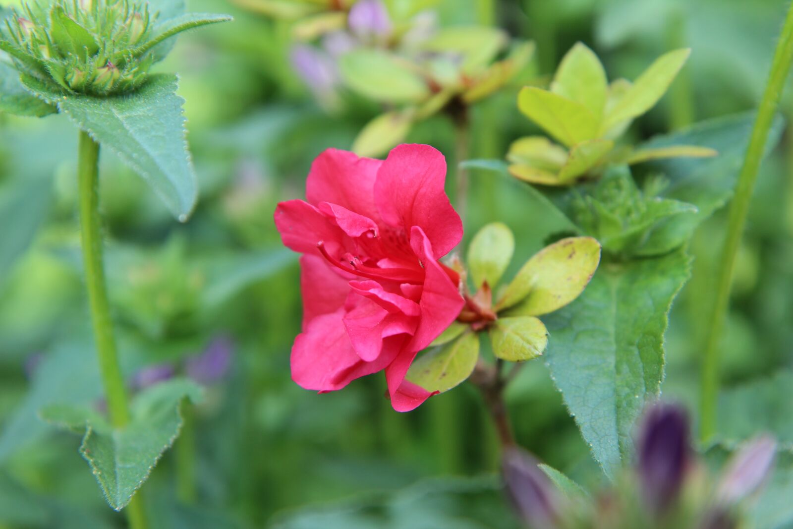 Canon EOS 600D (Rebel EOS T3i / EOS Kiss X5) sample photo. Azalea, azalea red, azalea photography