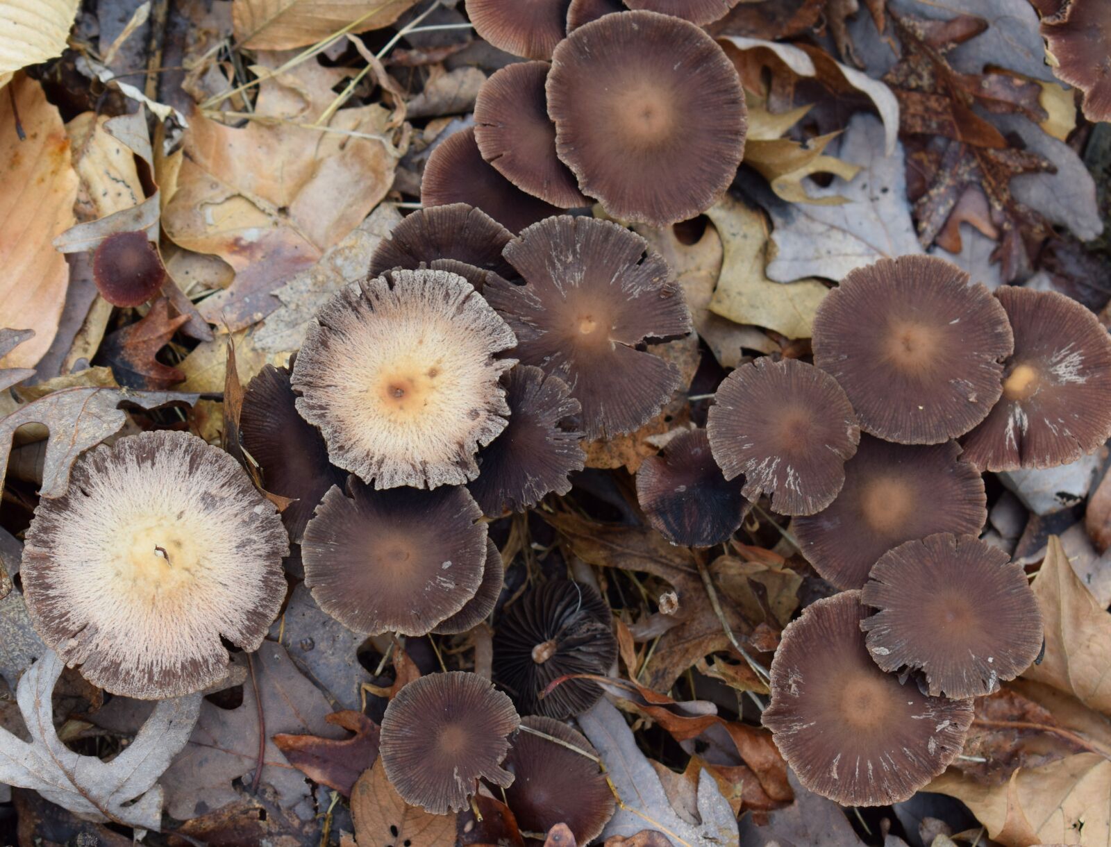 Nikon D3300 sample photo. Dark brown mushroom colony photography