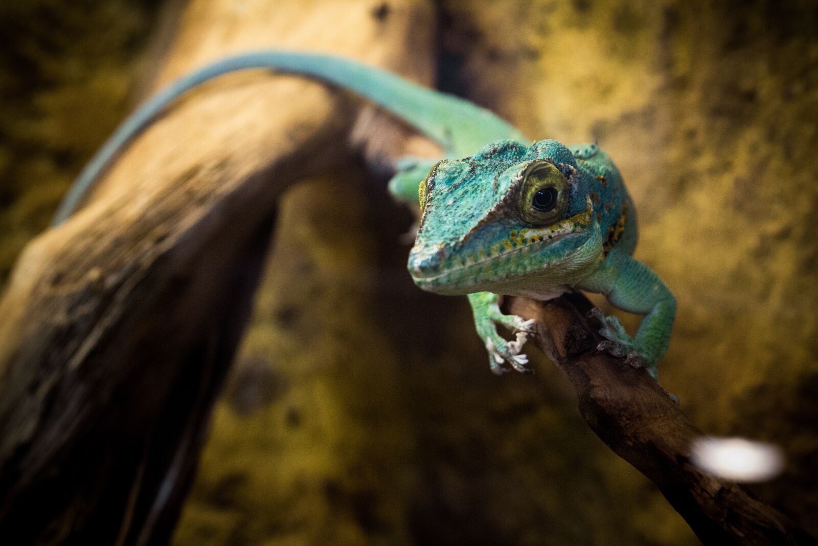 Canon EOS 600D (Rebel EOS T3i / EOS Kiss X5) sample photo. Lizard, reptile, animal photography