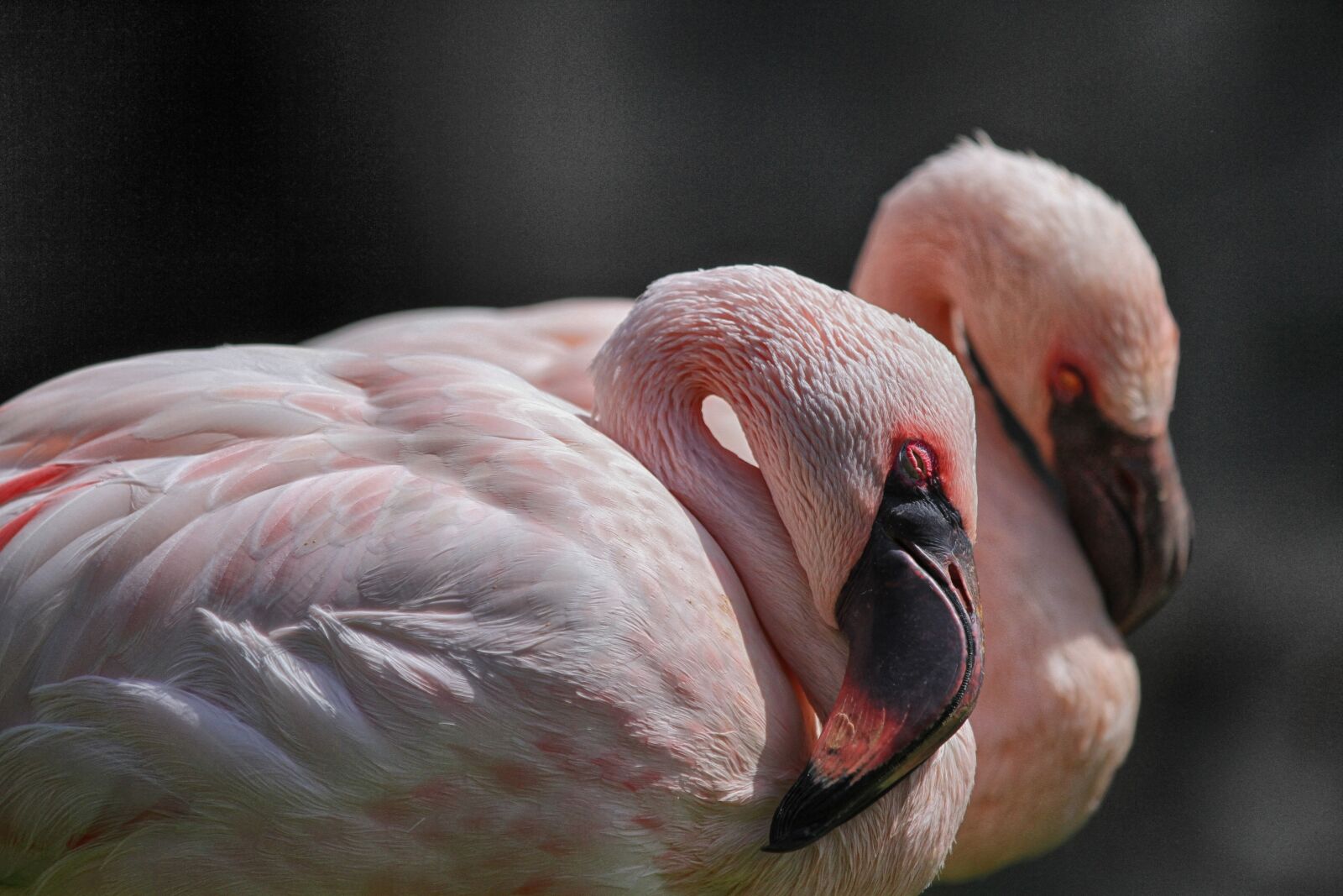 Canon EOS 7D + Canon EF 70-200mm F2.8L IS II USM sample photo. Flamingo, flamingos, rosa photography