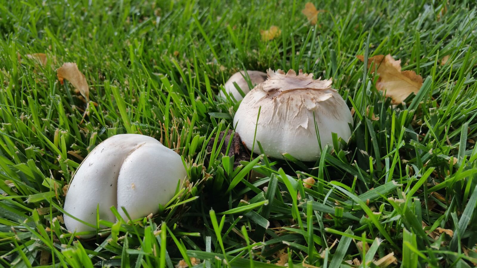 Samsung Galaxy Note Edge sample photo. Mushroom, fungus, nature photography