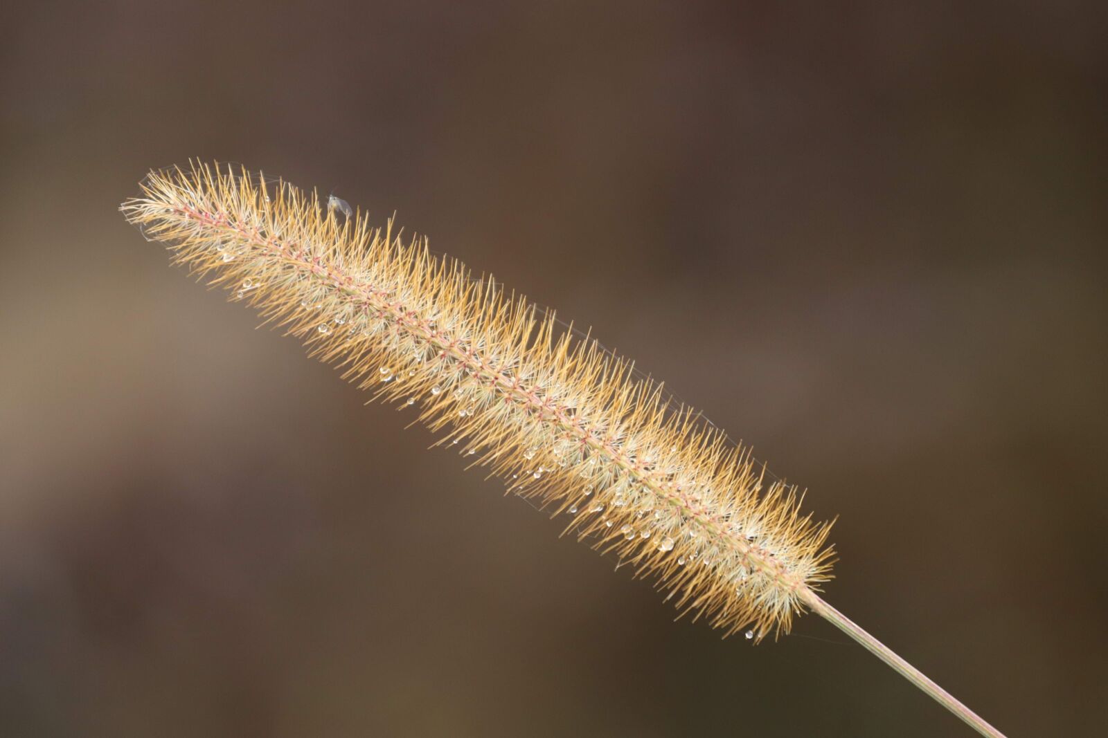 Canon EF 70-200mm F4L USM sample photo. Halm, blade of grass photography