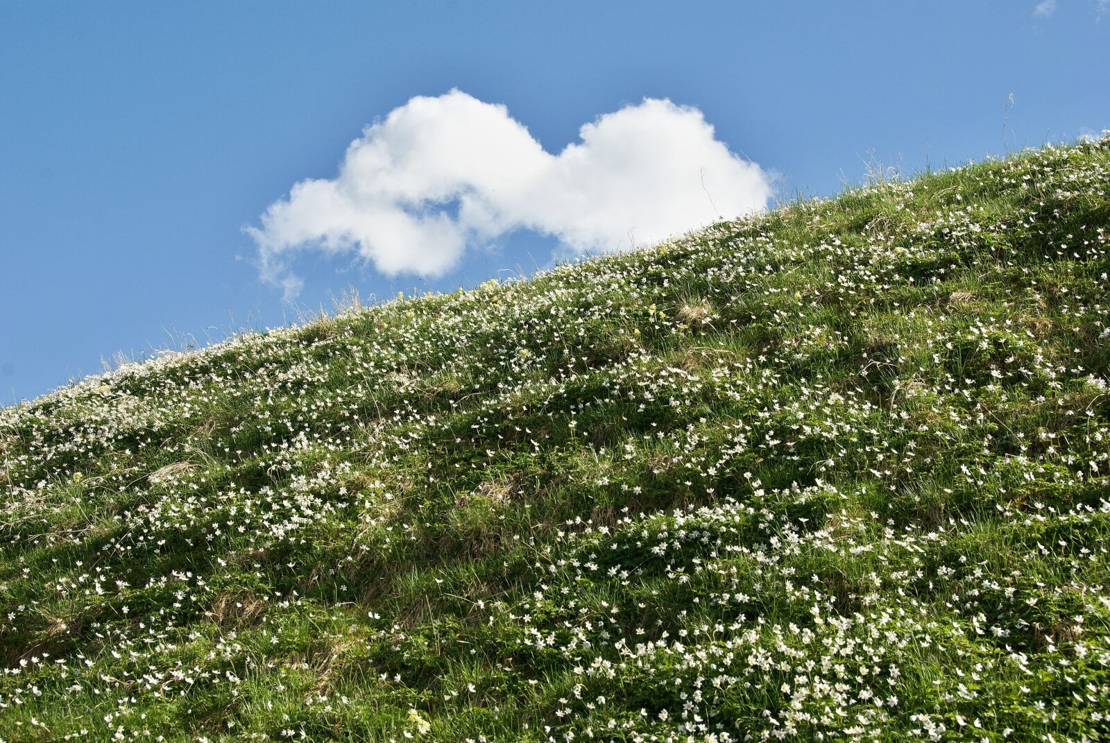 18.00 - 200.00 mm f/3.5 - 5.6 sample photo. Spring, meadow, spring meadow photography