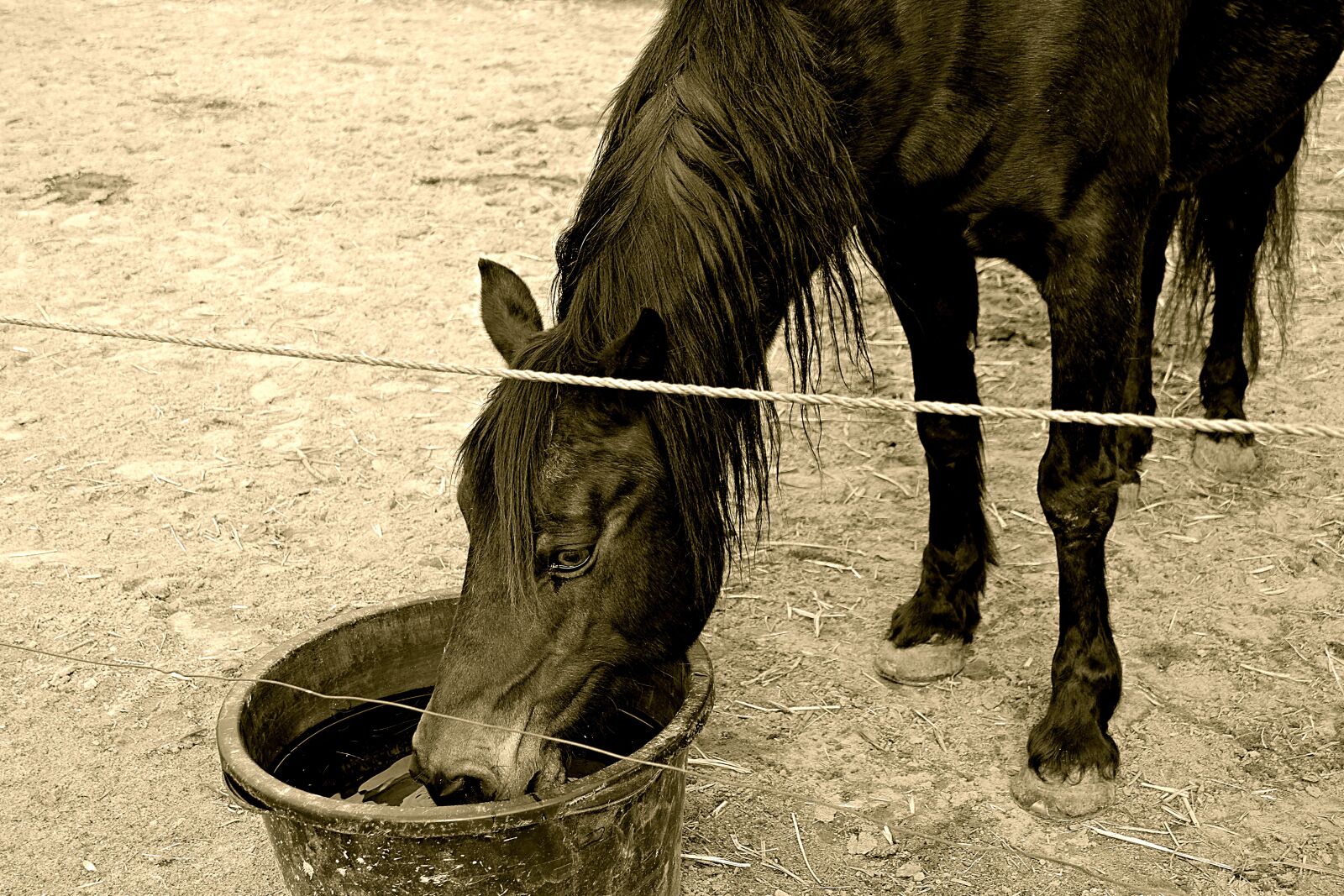 Fujifilm X-T10 sample photo. Horse, stallion, stall photography