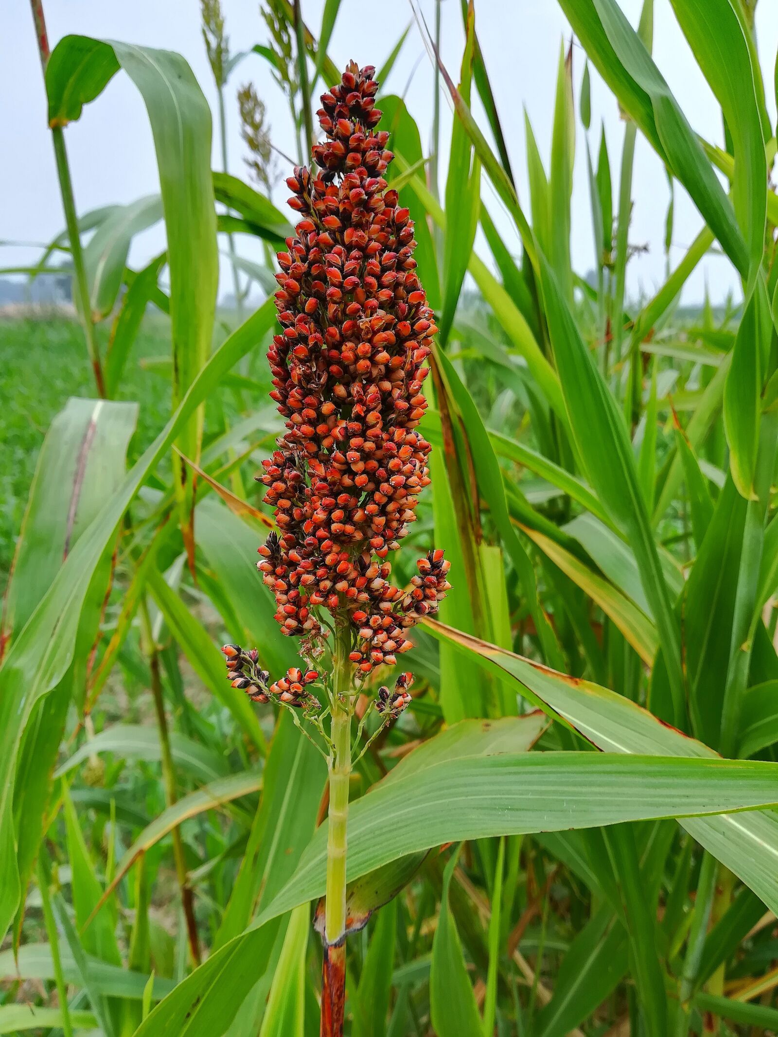 HUAWEI P10 lite sample photo. Animal feed, seeds, natural photography