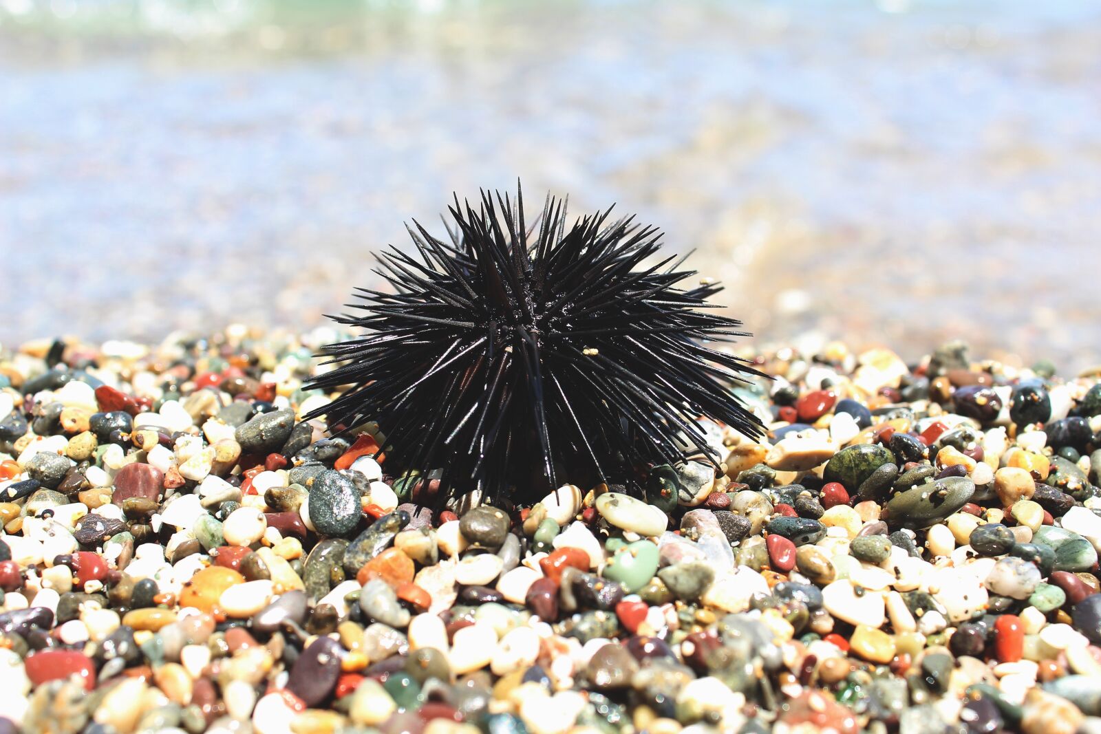 Canon EOS 600D (Rebel EOS T3i / EOS Kiss X5) sample photo. Sea urchin, sea, pebbles photography