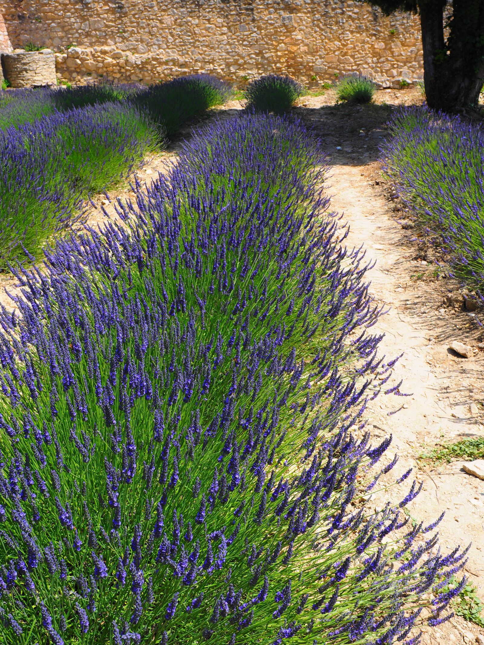 Olympus OM-D E-M1 + Olympus M.Zuiko Digital ED 12-40mm F2.8 Pro sample photo. Lavender, flowers, blue photography
