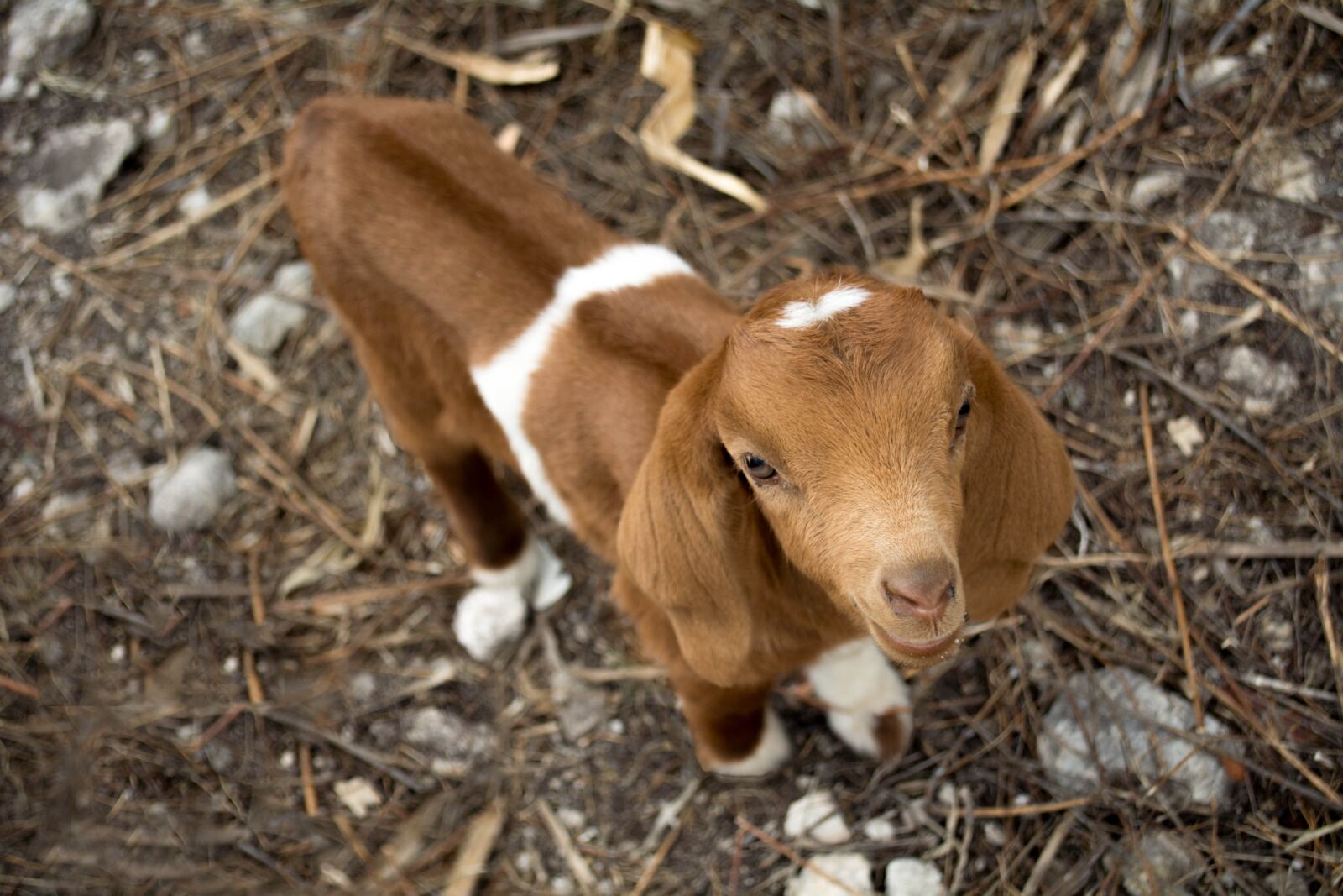 Nikon D5200 sample photo. Goat, kid, animal photography