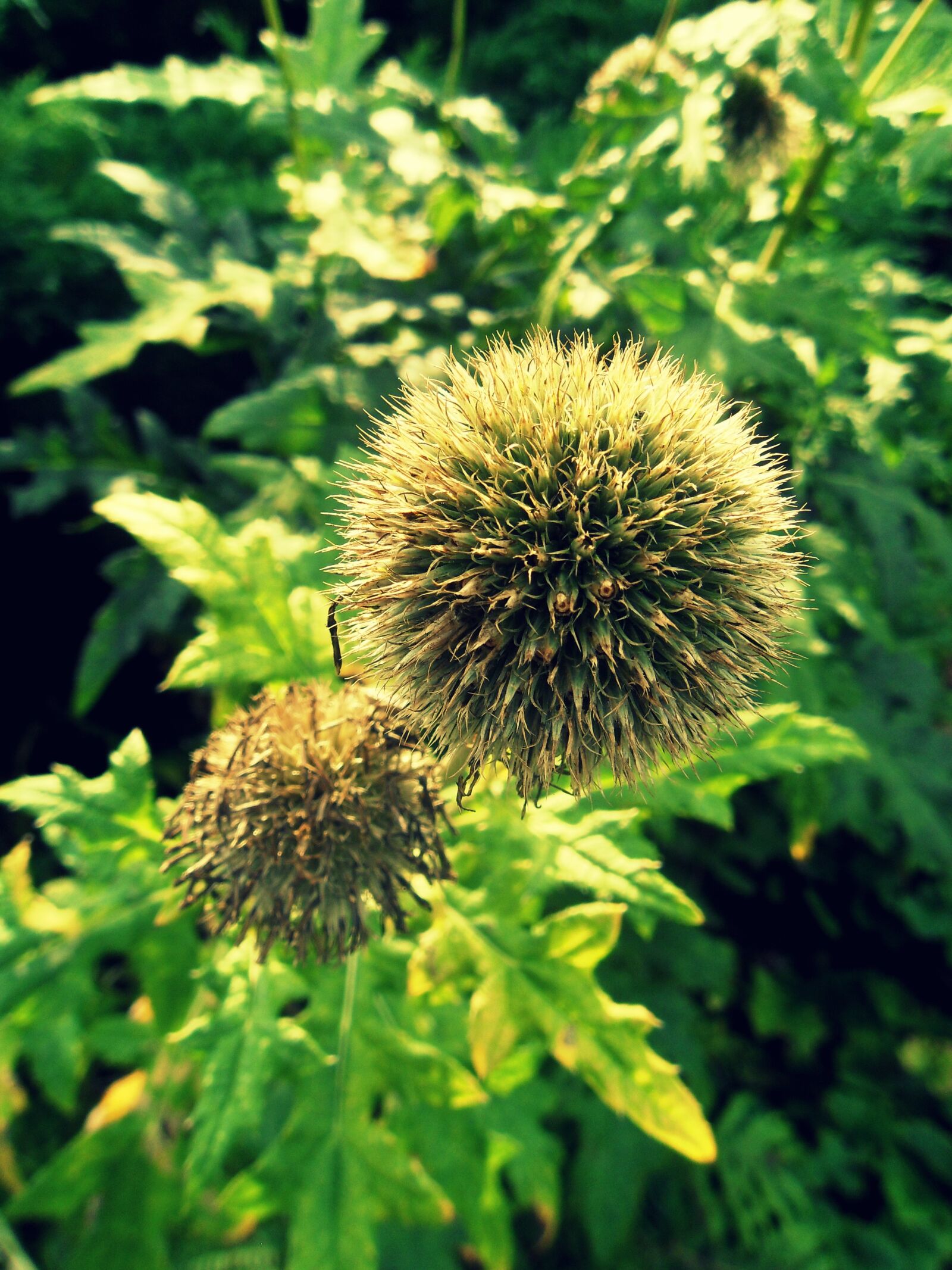 Samsung PL60 / VLUU PL60 /  SL420 sample photo. Thistle, spikes, plant photography
