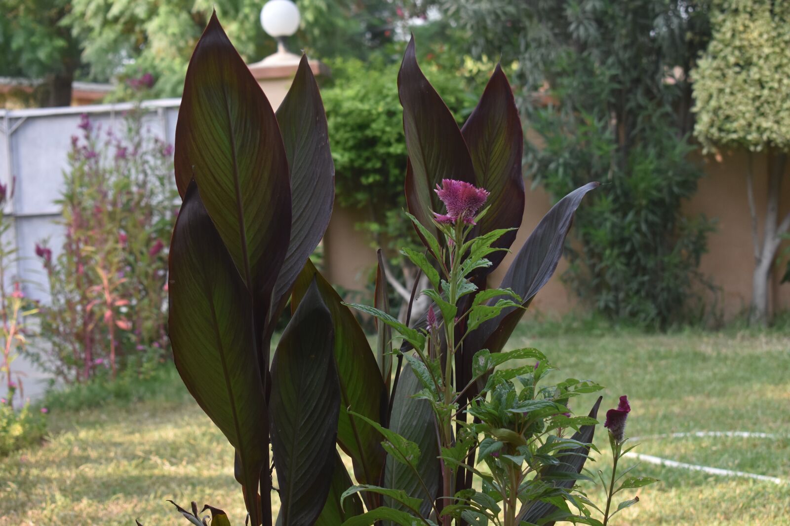 Nikon D3400 sample photo. Greenery, tree, plant photography