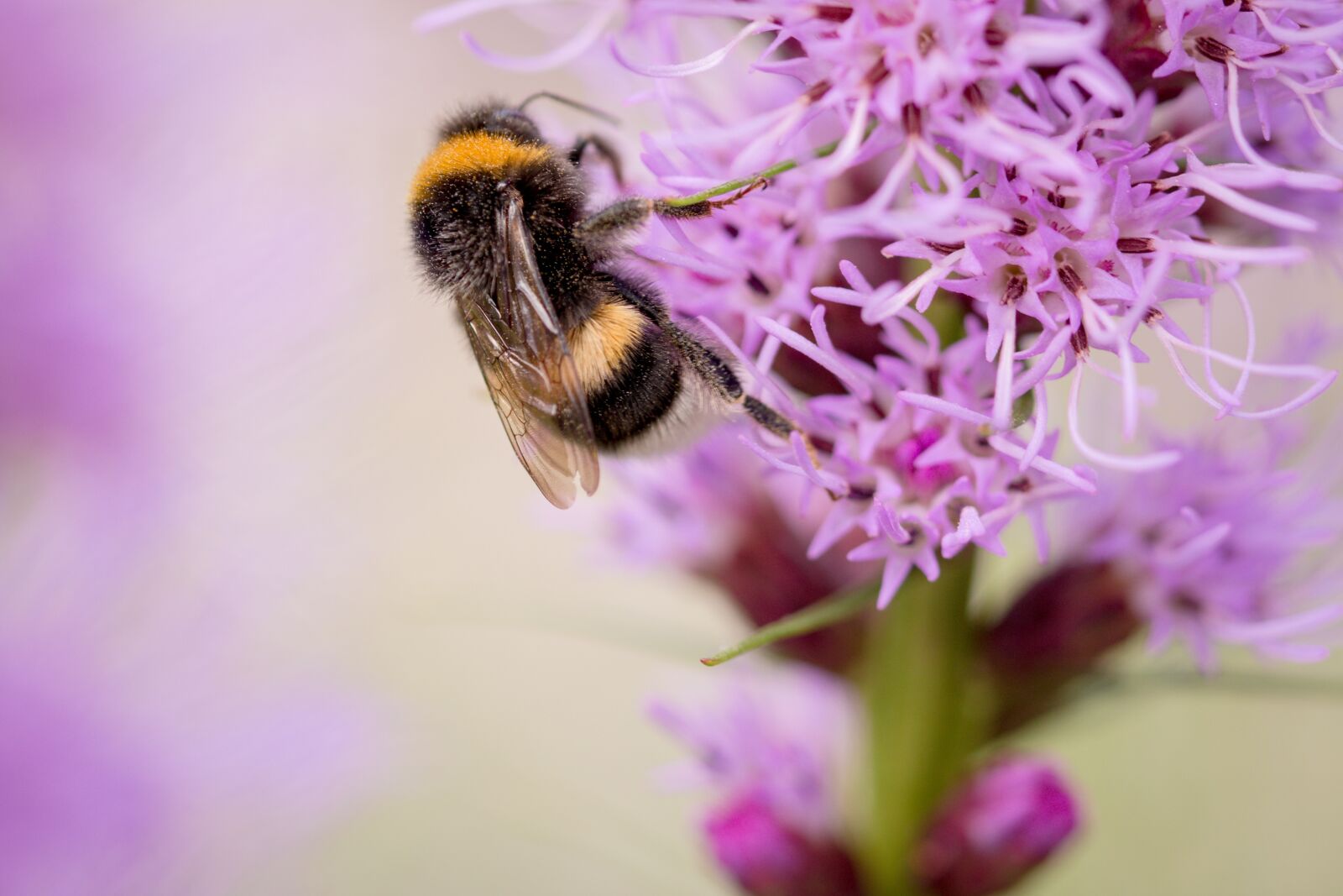 Canon EOS 70D sample photo. Liatris spicata, splendor notch photography