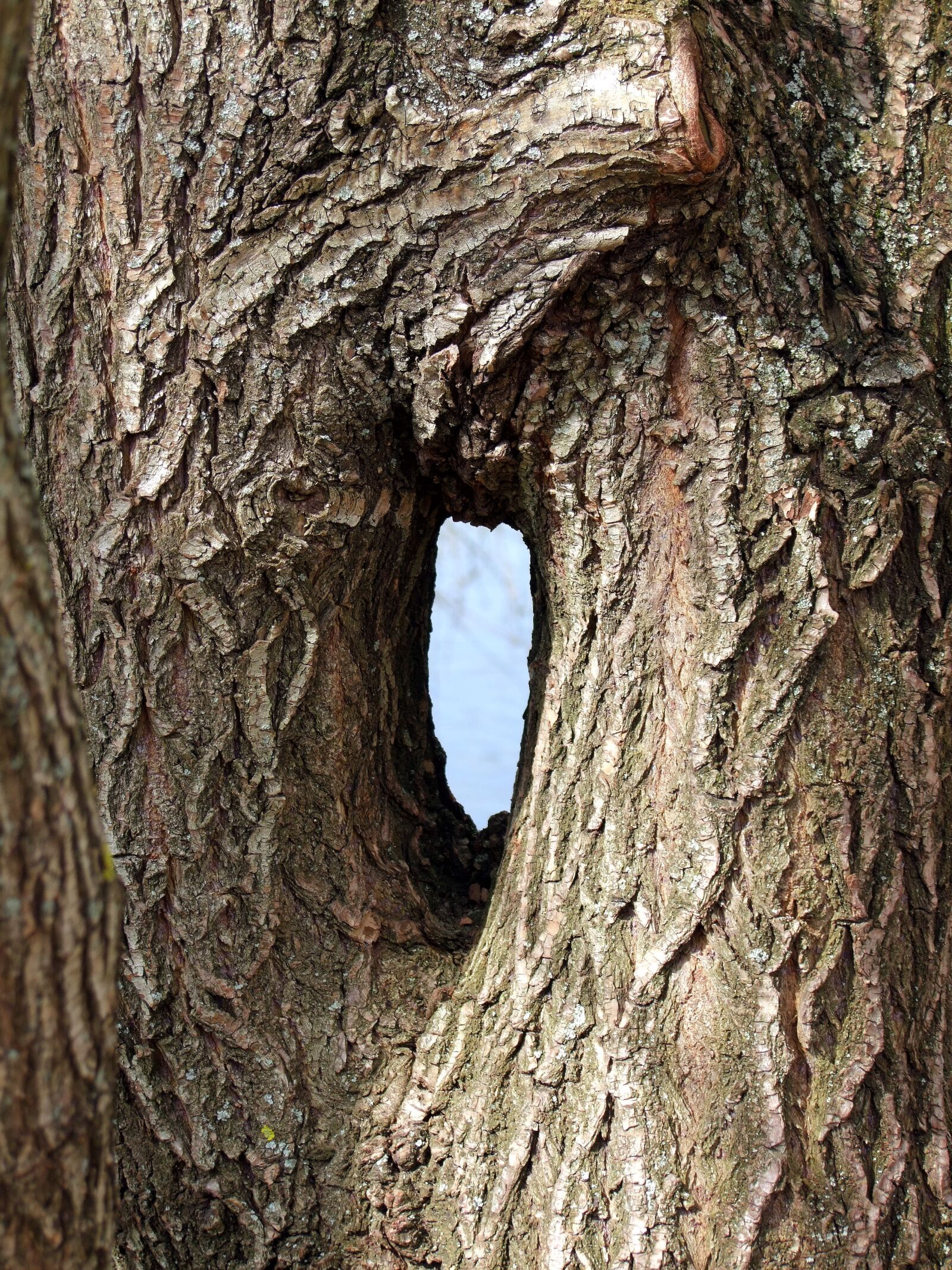 Fujifilm FinePix S100fs sample photo. Log, adhesions, merger photography