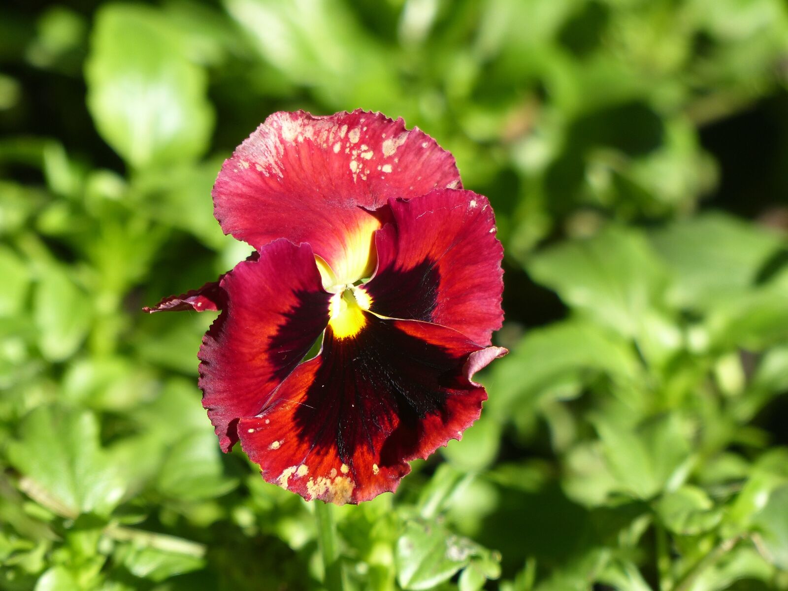 Panasonic Lumix DMC-FZ200 sample photo. Pansy, burgundy, violet plant photography