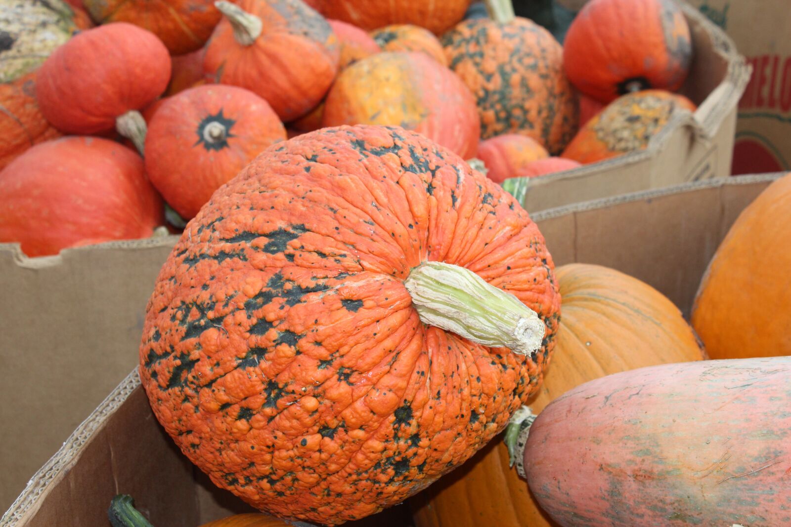 Canon EOS 1200D (EOS Rebel T5 / EOS Kiss X70 / EOS Hi) sample photo. Pumpkin, johnson farms plants photography