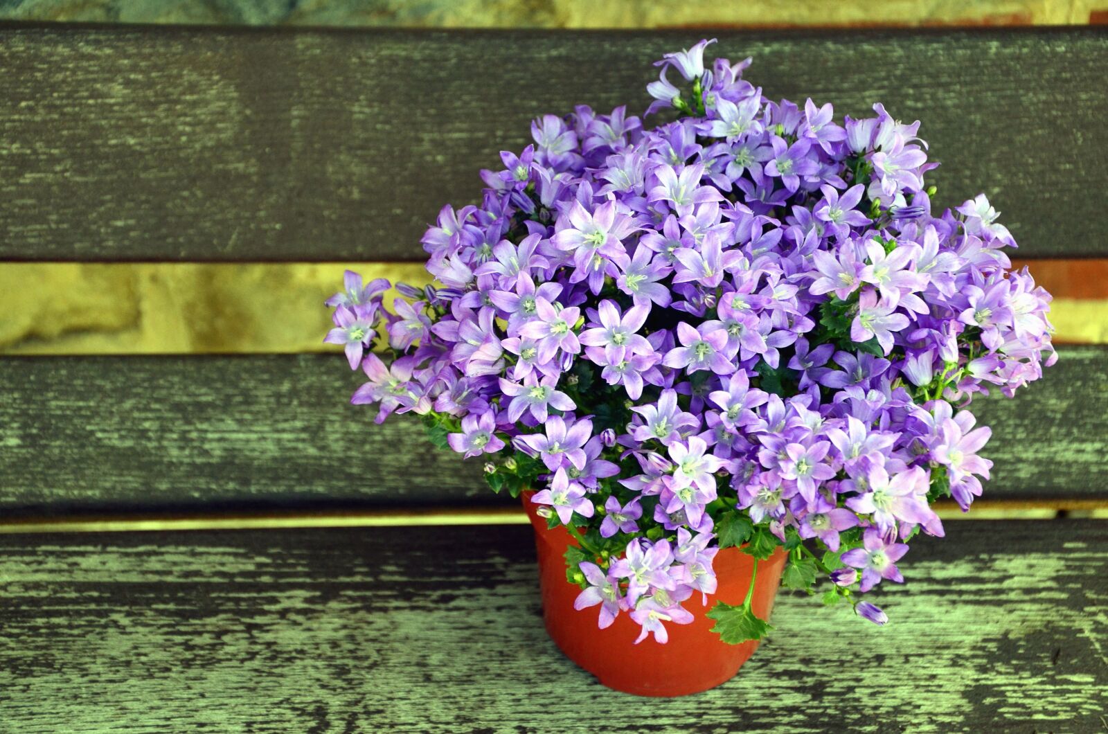Nikon D5100 sample photo. Flower, flowerpot, petal, plant photography