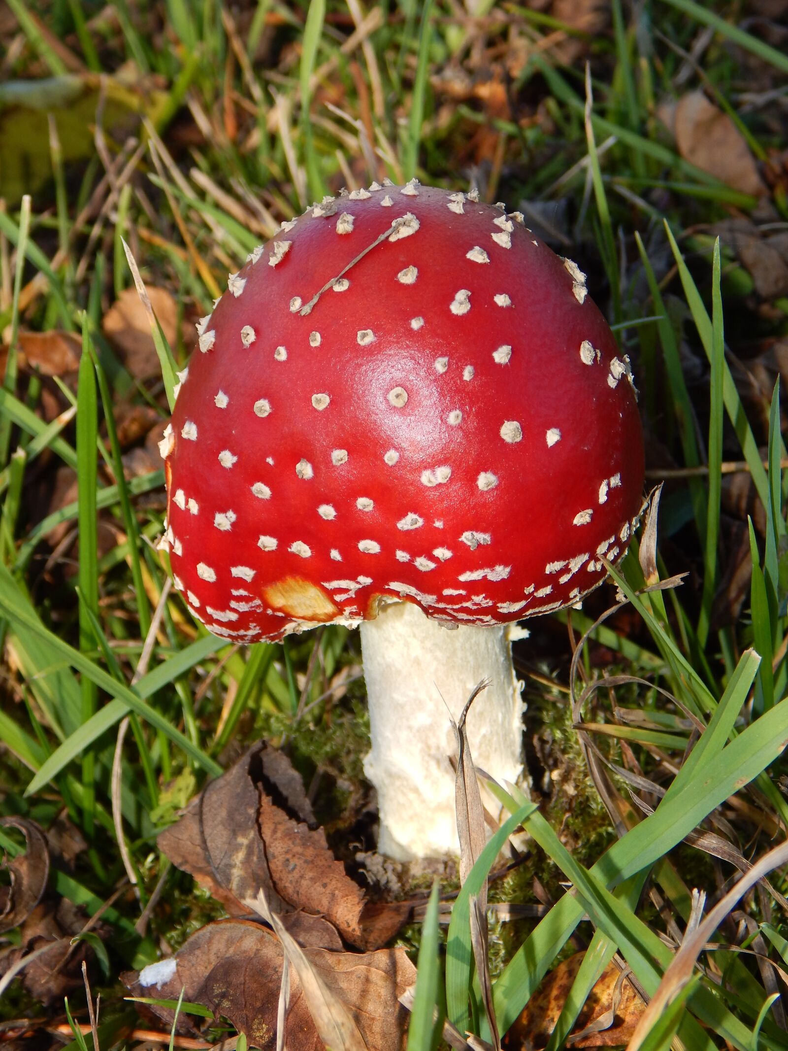 Nikon Coolpix L830 sample photo. Fly agaric, mushroom, autumn photography