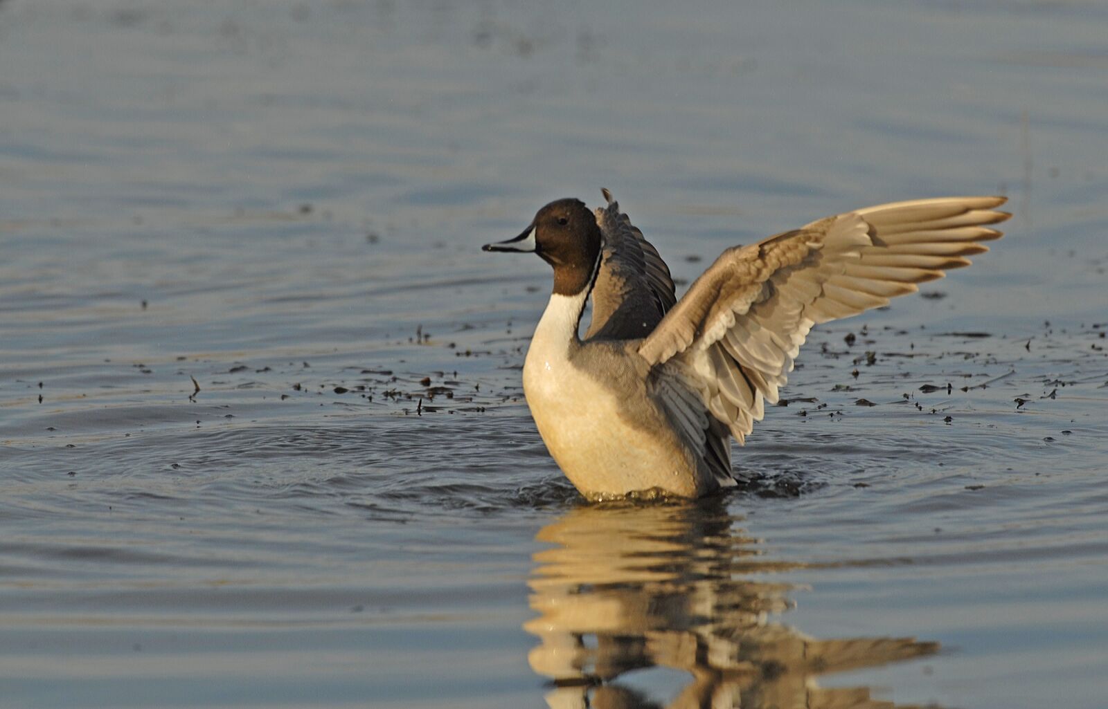 Nikon D200 sample photo. Pintail duck, drake, portrait photography