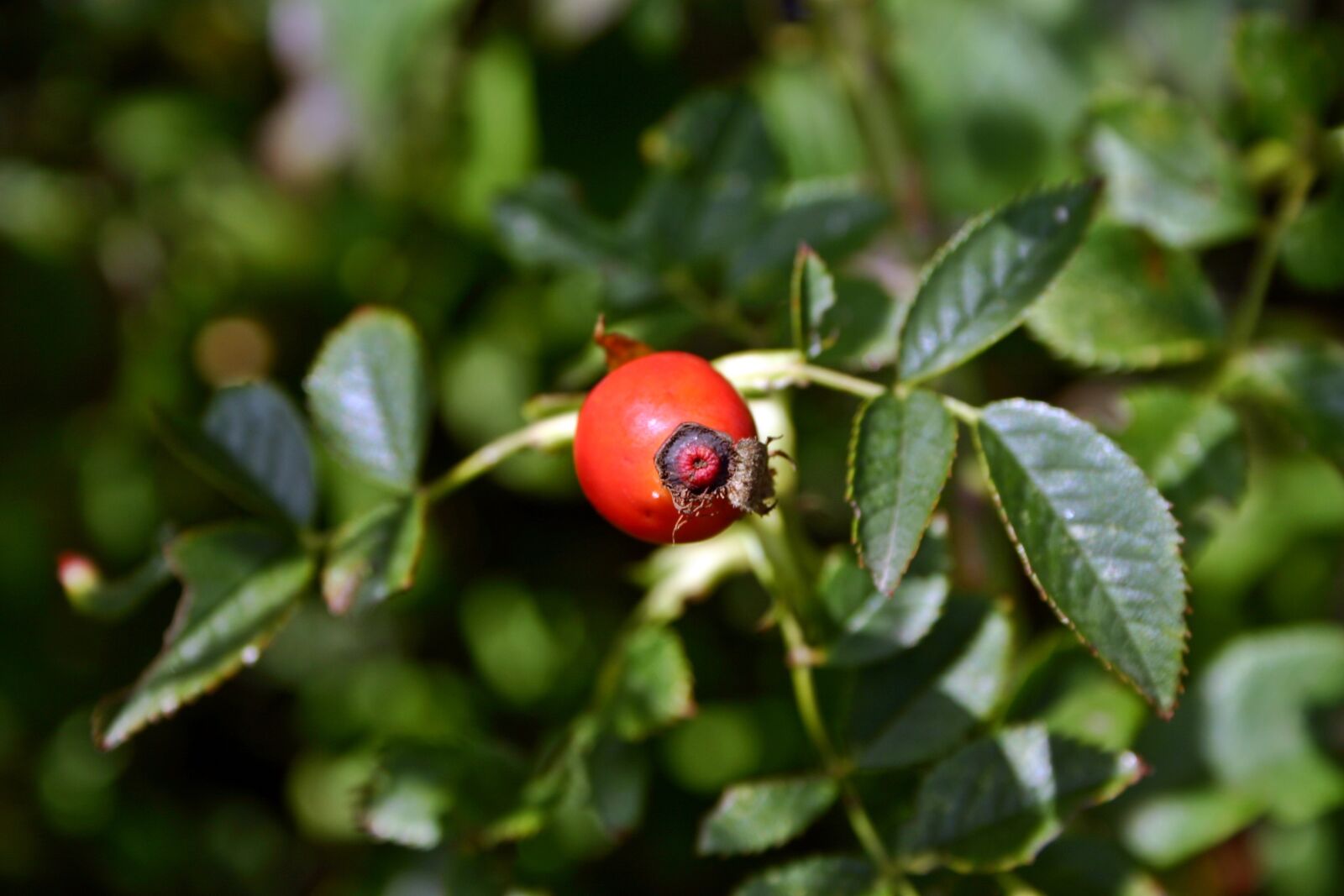 Canon EOS 300D (EOS Digital Rebel / EOS Kiss Digital) sample photo. Rose hip, fruit, red photography