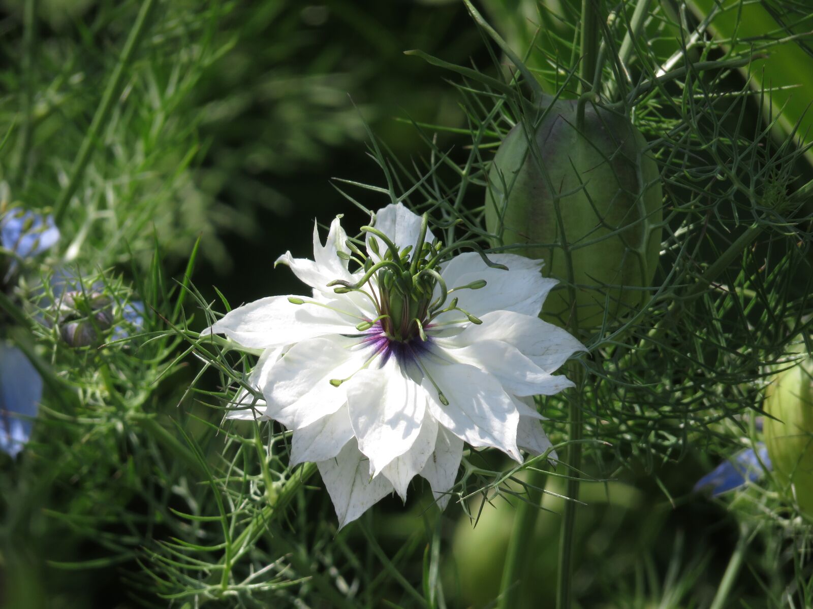 Canon PowerShot SX710 HS sample photo. Nature, flower, plant photography