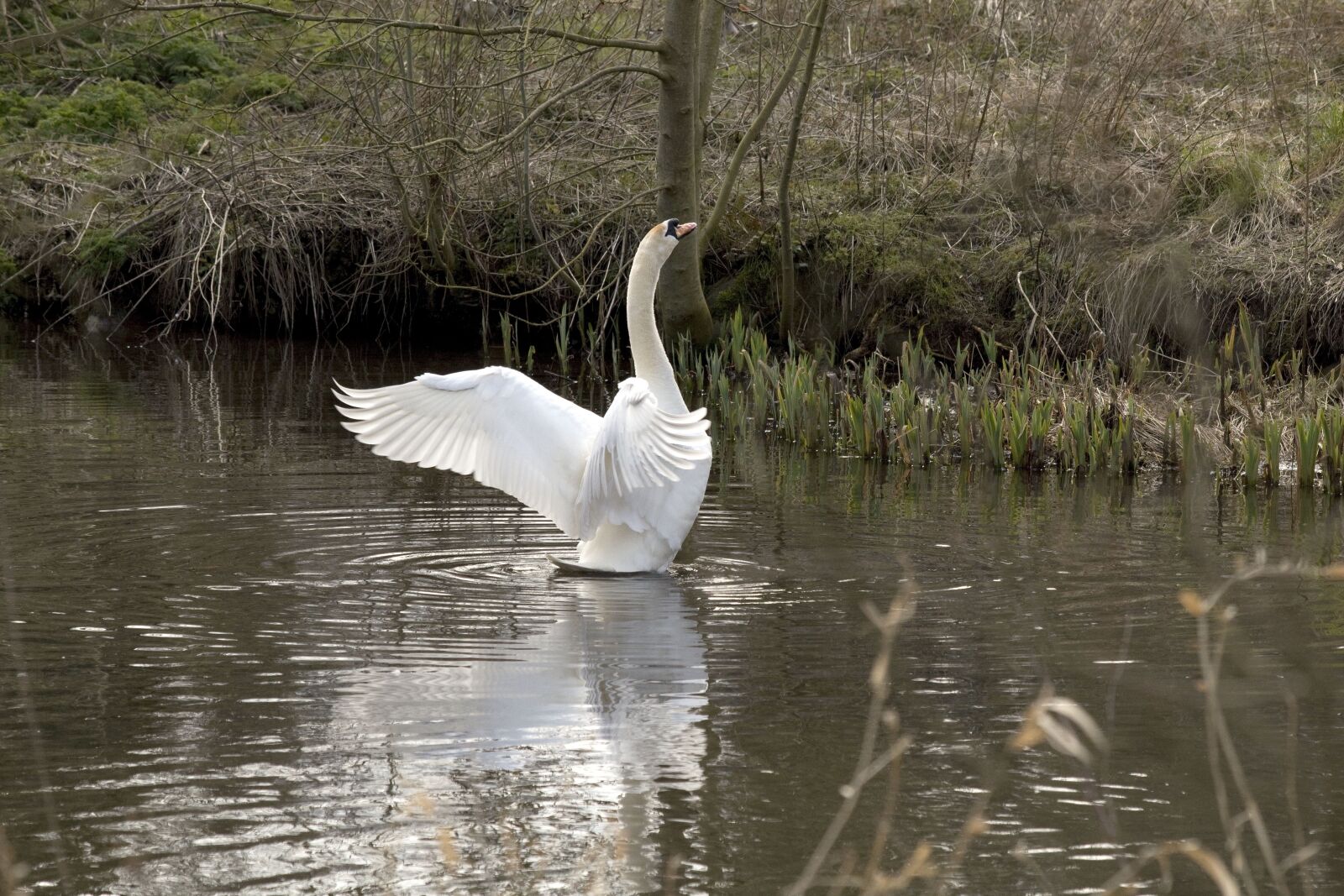 Canon EOS 1300D (EOS Rebel T6 / EOS Kiss X80) sample photo. Swan, water, reflection photography