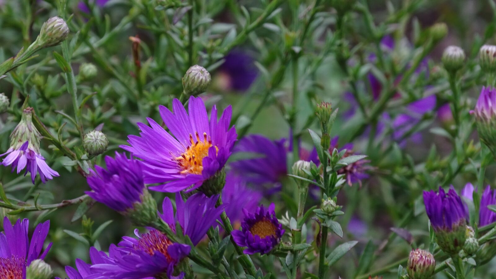 Sony Cyber-shot DSC-HX400V sample photo. European michaelmas daisy, daisy photography