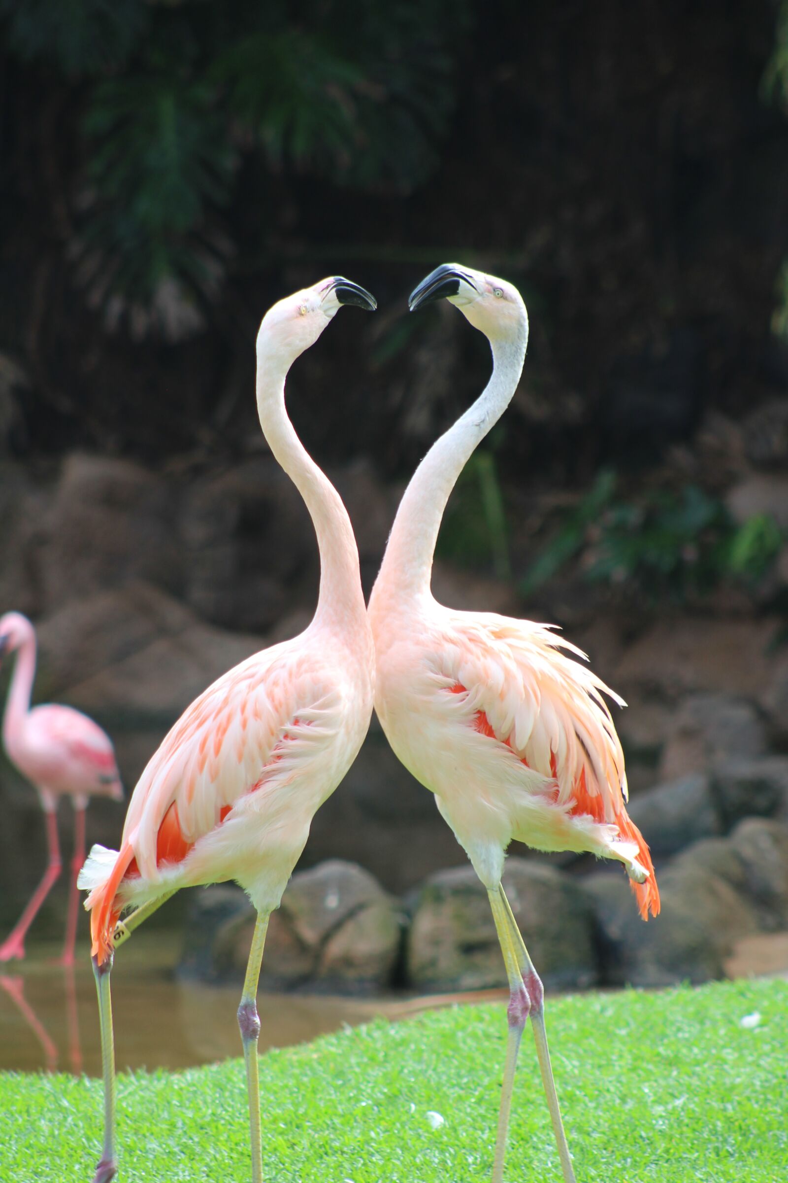 Canon EF75-300mm f/4-5.6 sample photo. Pink flamingo, animal, zoo photography