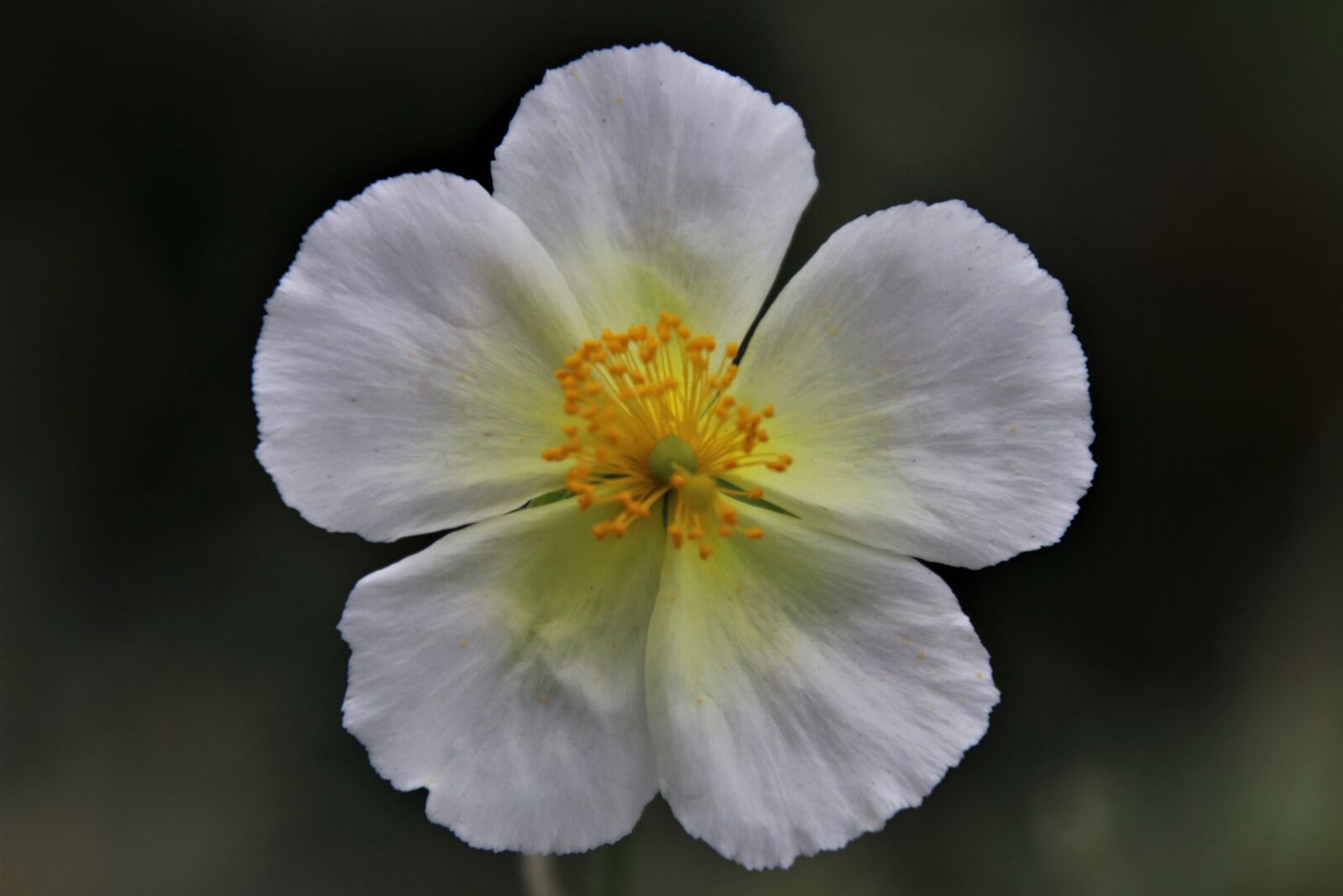 Canon EOS 80D sample photo. White, plant, floral photography