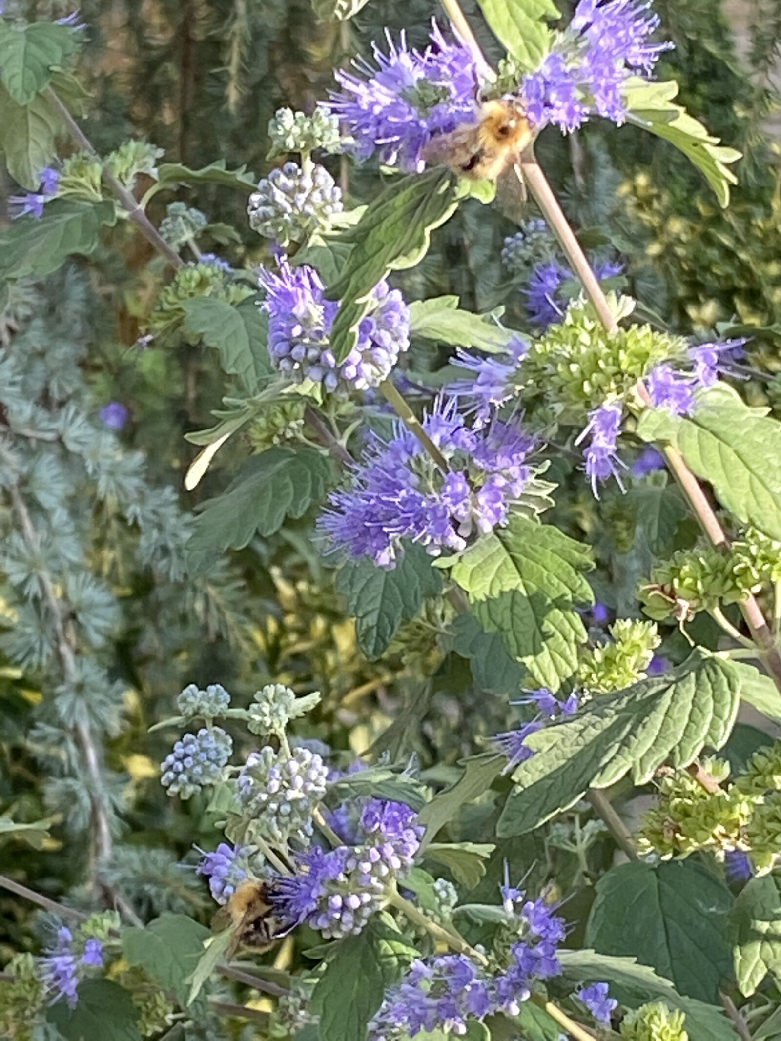 Apple iPhone 11 sample photo. Green, purple, nature photography