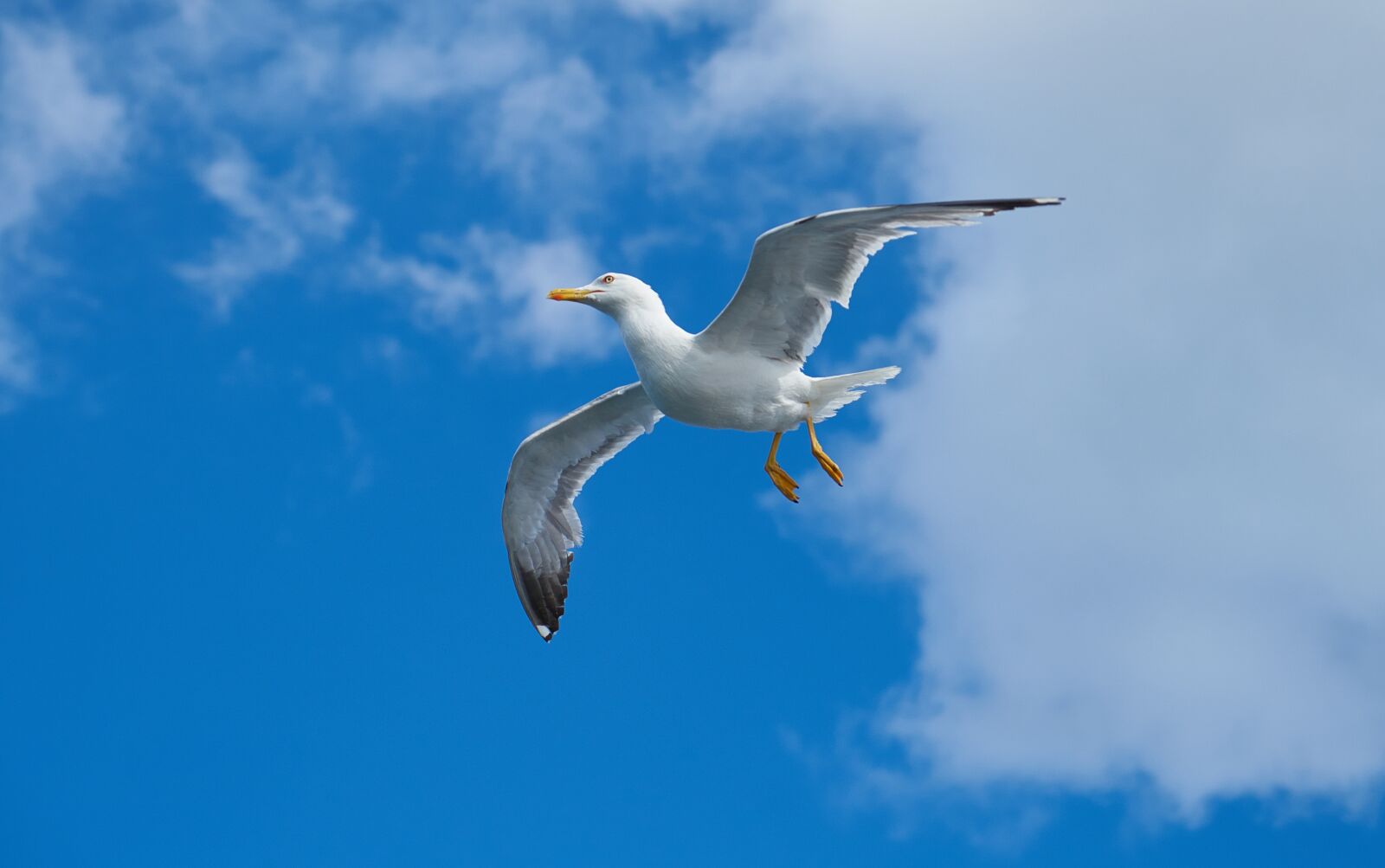 Sony a7R II + Sony Vario Tessar T* FE 24-70mm F4 ZA OSS sample photo. Seagull, bird, wing photography
