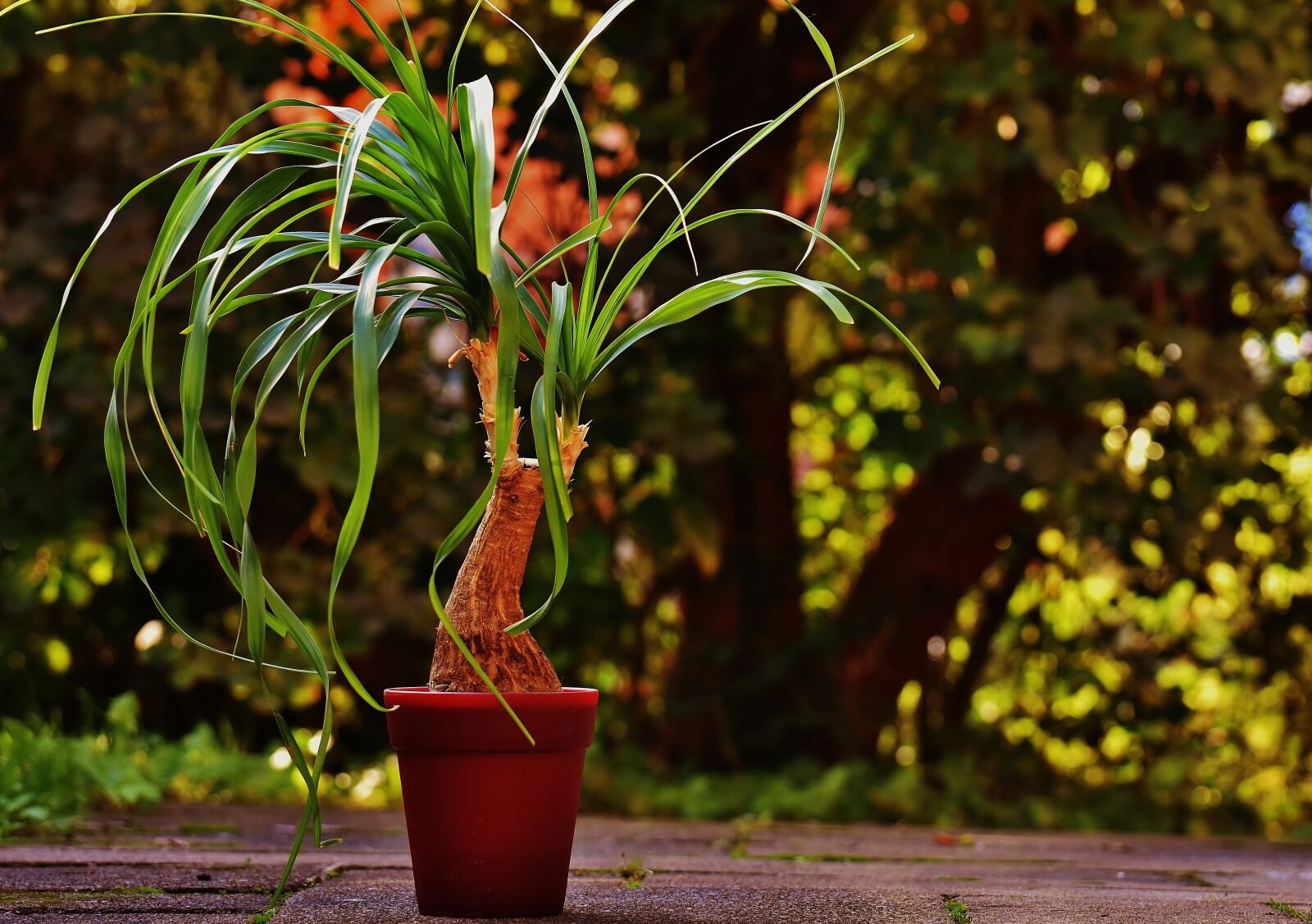 Nikon D7200 sample photo. Ponytail plant, beaucarnea guatemalensis photography