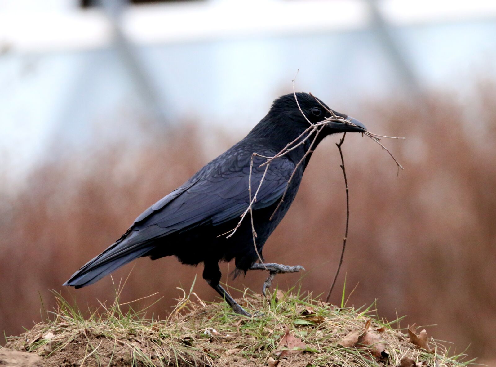 Canon EOS 70D sample photo. Raven bird, black, bill photography