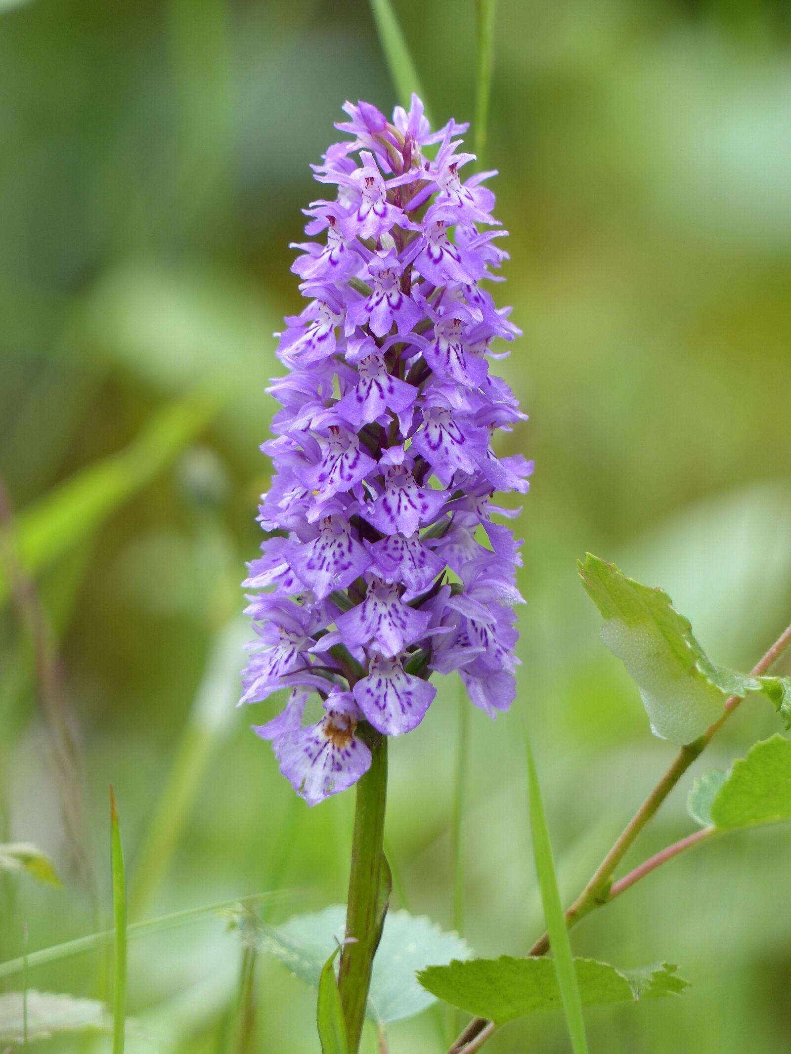 Panasonic Lumix DMC-FZ200 sample photo. Orchid, wild flower photography