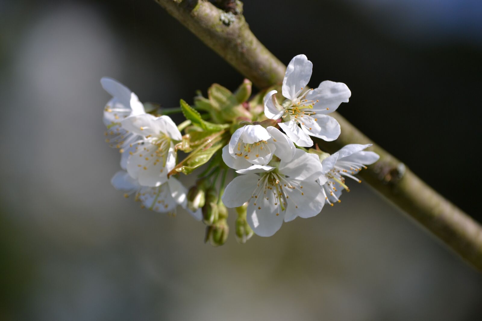 Nikon D3100 sample photo. Tree, nature, plant photography