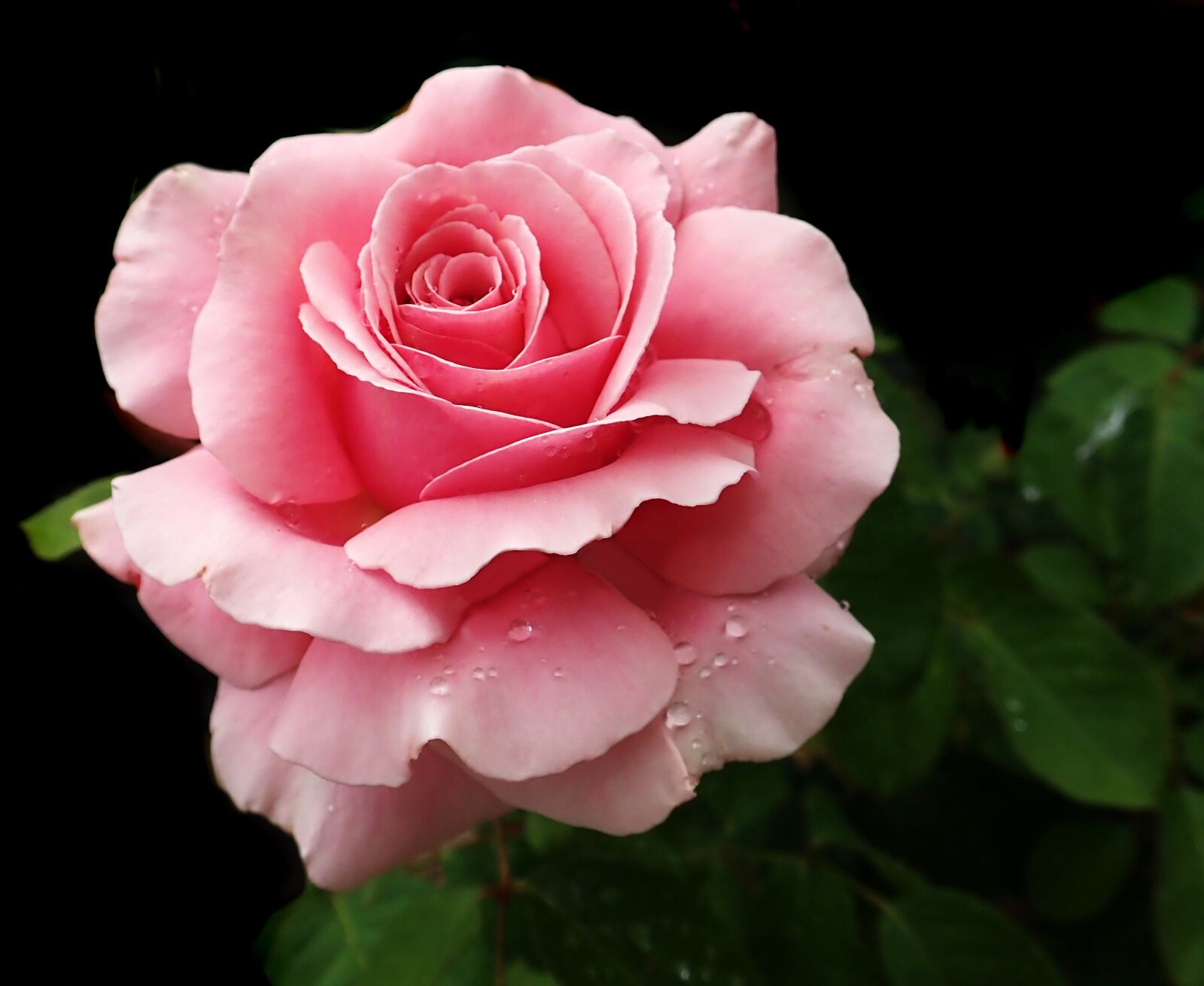 Olympus TG-5 sample photo. Flower, pink, rose photography