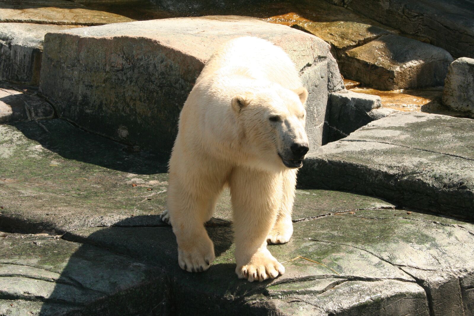 Canon EOS 350D (EOS Digital Rebel XT / EOS Kiss Digital N) sample photo. Polar bear, zoo, fur photography