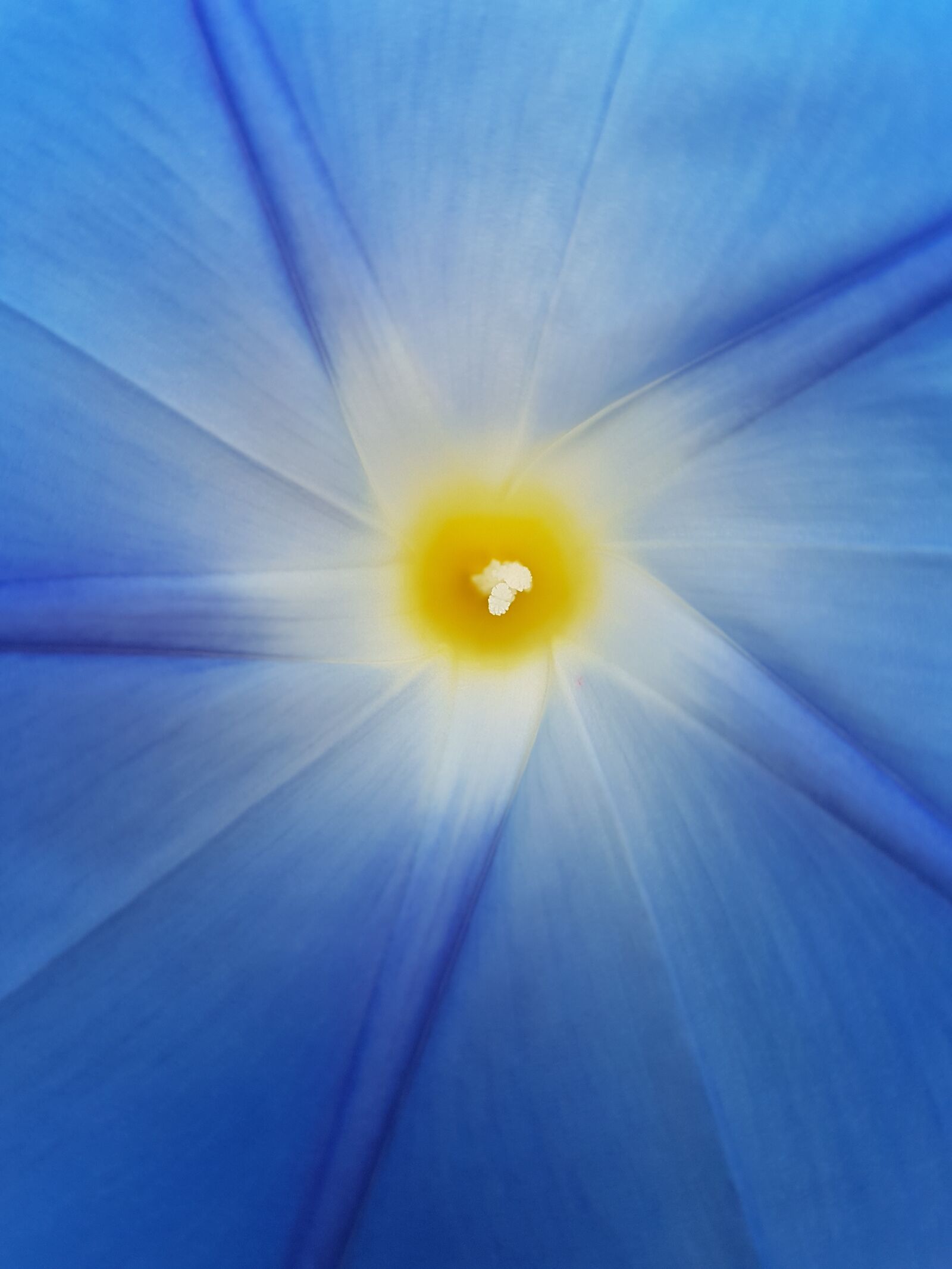 Samsung Galaxy S7 sample photo. Flower, blue, blossom photography