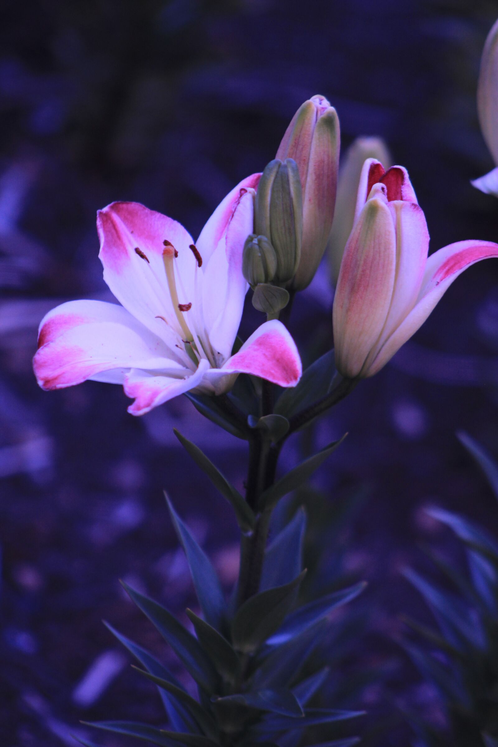 Canon EOS 1200D (EOS Rebel T5 / EOS Kiss X70 / EOS Hi) + Canon EF75-300mm f/4-5.6 sample photo. Nature, flowers, romantic photography