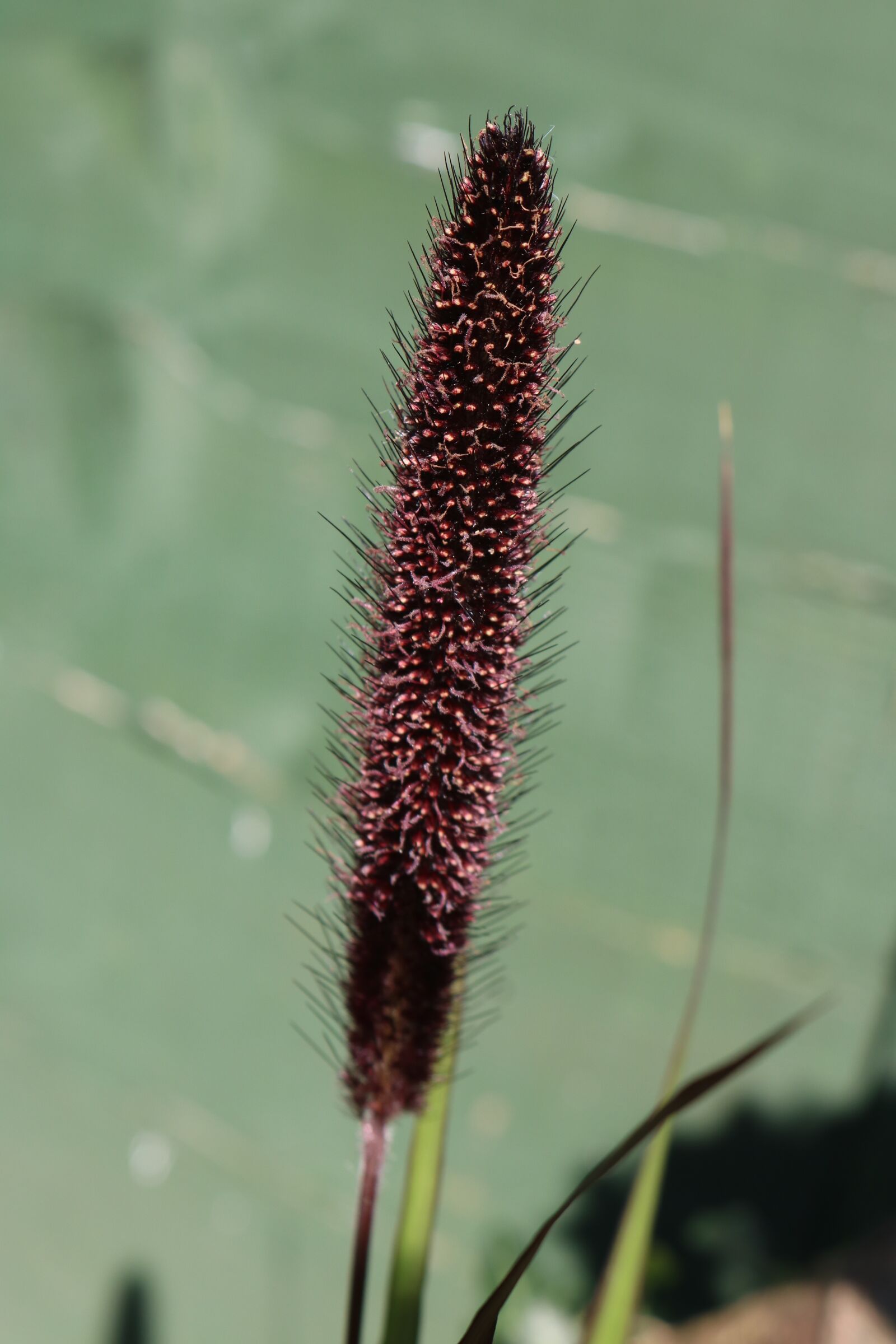 Canon EOS 750D (EOS Rebel T6i / EOS Kiss X8i) sample photo. Millet, plant, garden photography