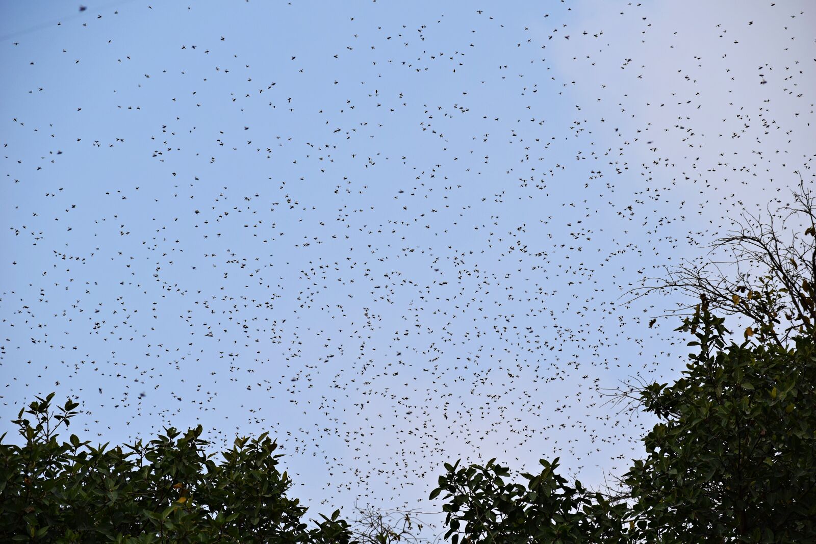 Nikon D3300 sample photo. Swarming, bees, honeybees photography