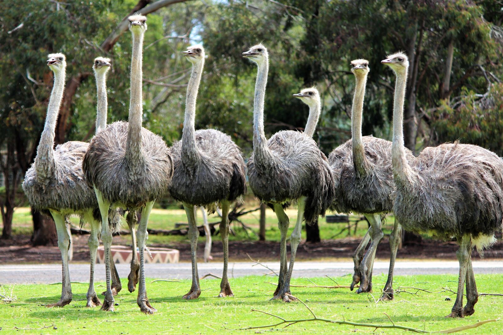 Canon EOS 700D (EOS Rebel T5i / EOS Kiss X7i) sample photo. Ostrich, animal, zoo photography