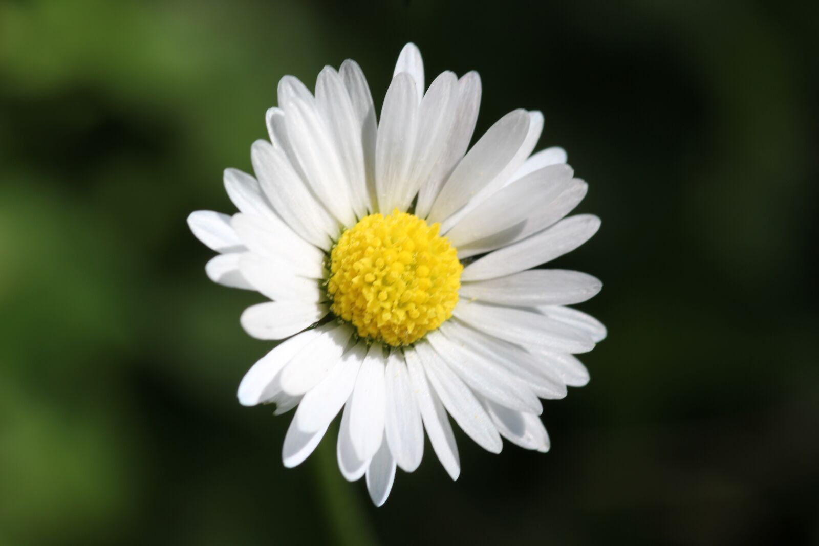 Canon EOS 550D (EOS Rebel T2i / EOS Kiss X4) sample photo. Daisy, flower, floral photography