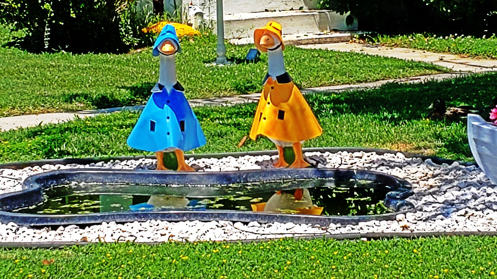 Samsung Galaxy S9 sample photo. Animal, duck, water photography